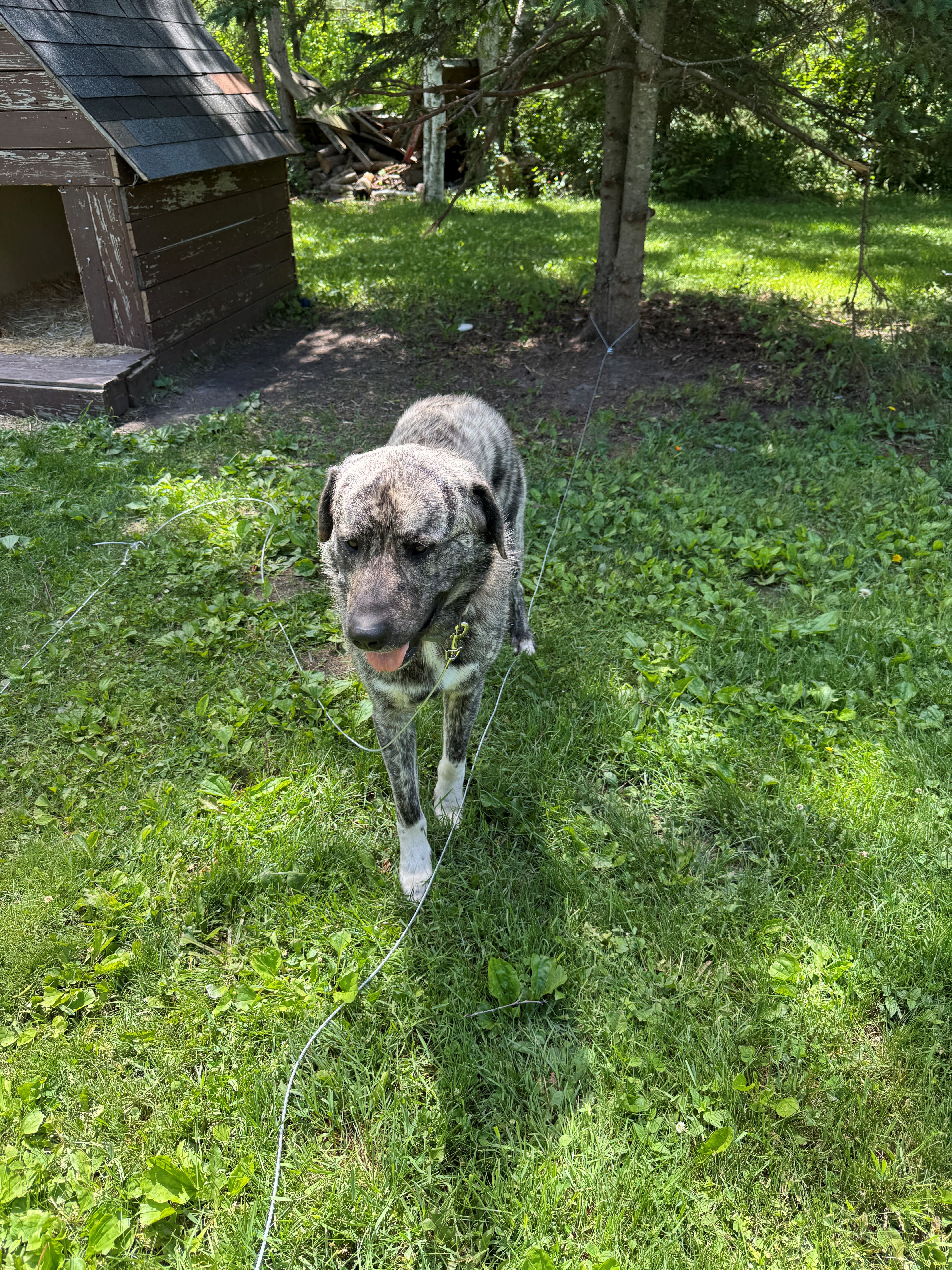 11 month old Spanish Mastiff / Great Pyrenees Mix image 8