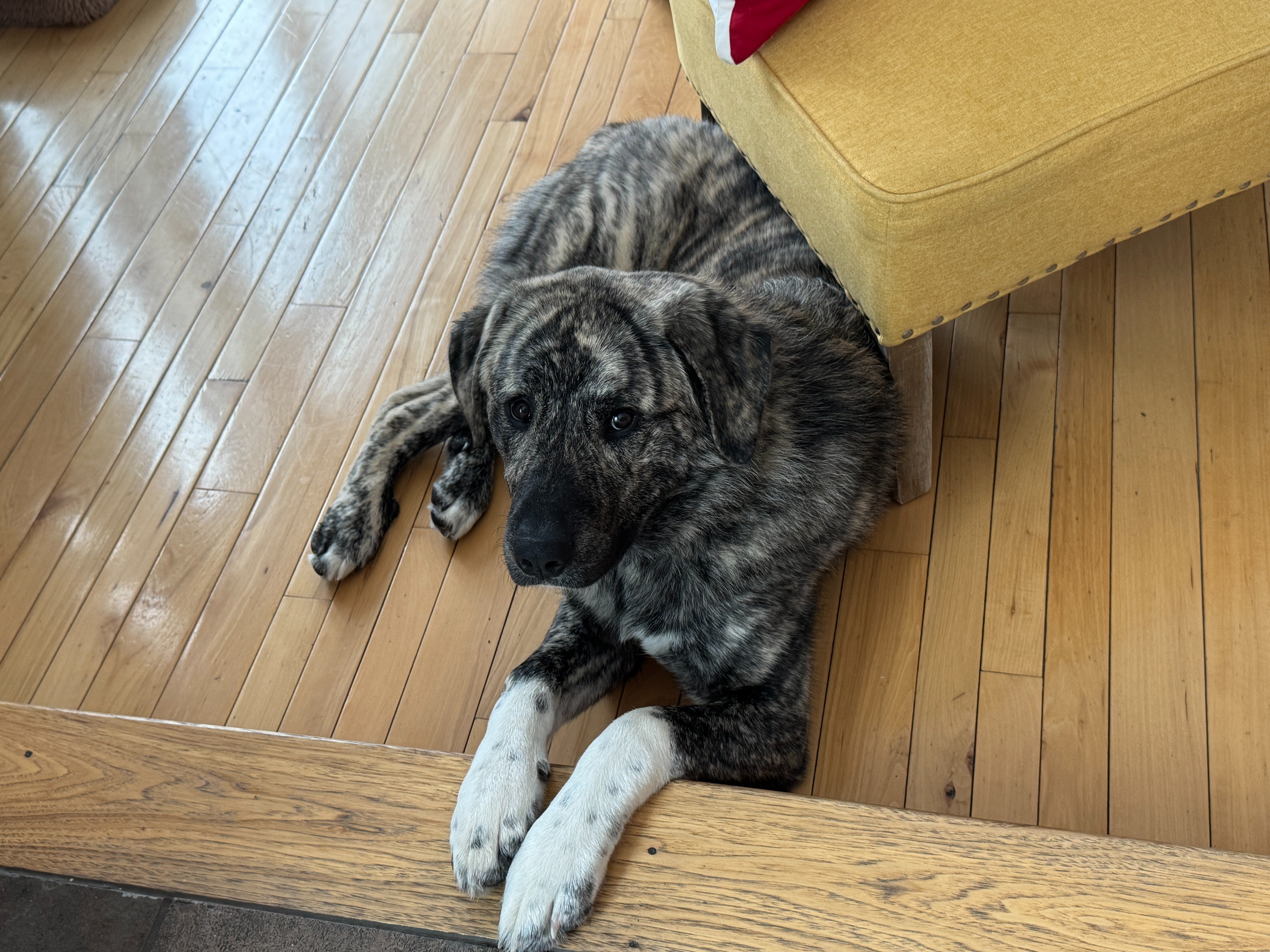 11 month old Spanish Mastiff / Great Pyrenees Mix image 1