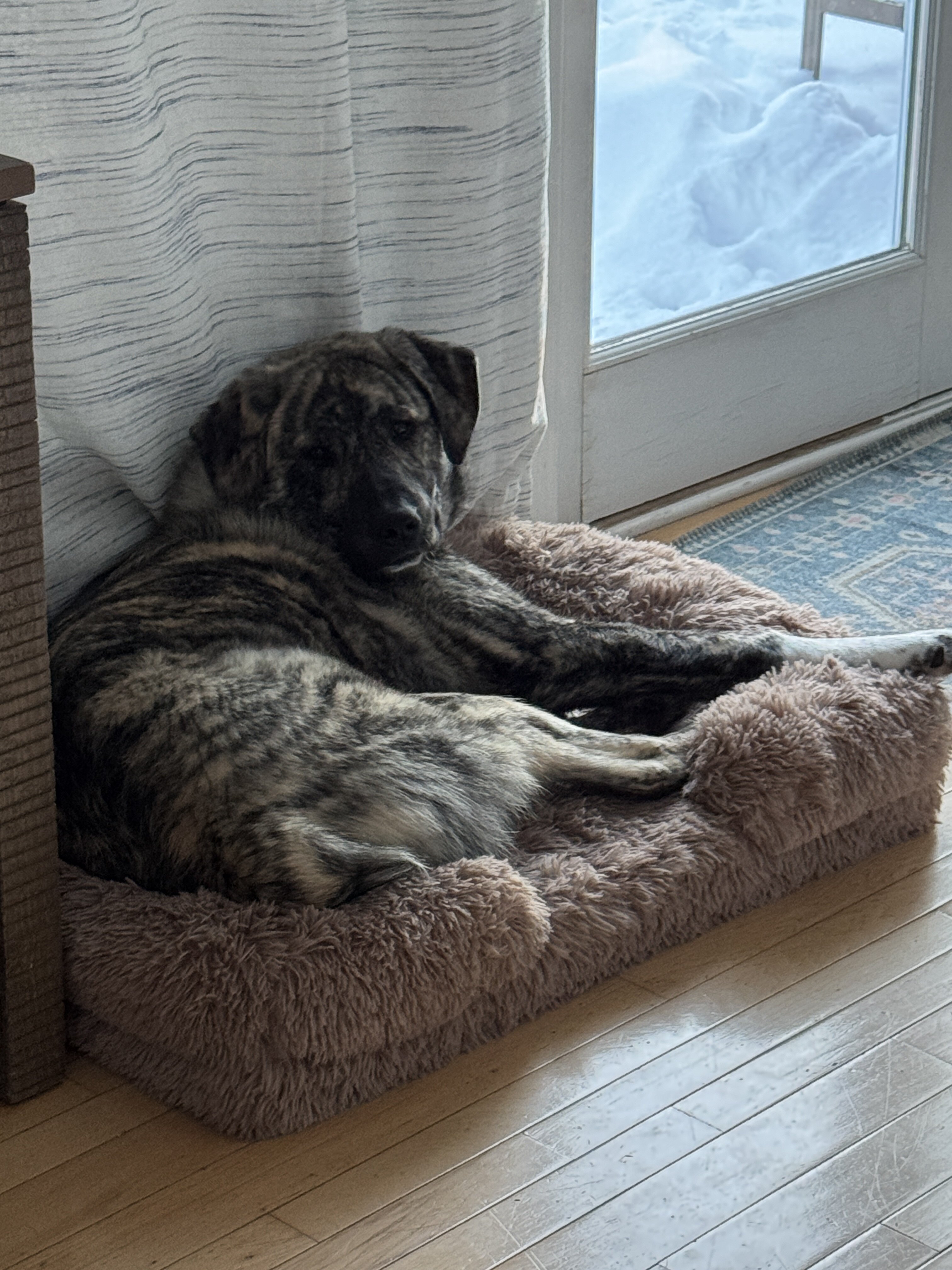 11 month old Spanish Mastiff / Great Pyrenees Mix image 5