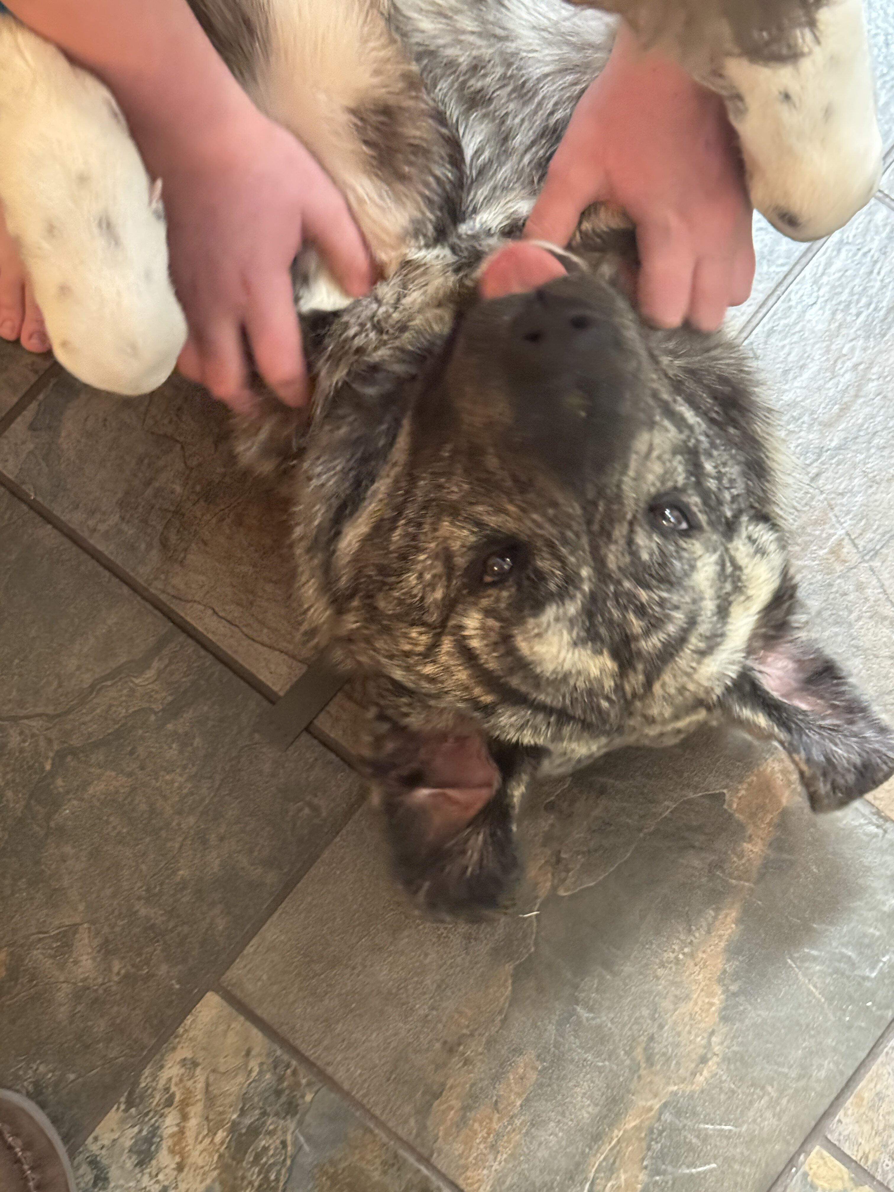 11 month old Spanish Mastiff / Great Pyrenees Mix image 4