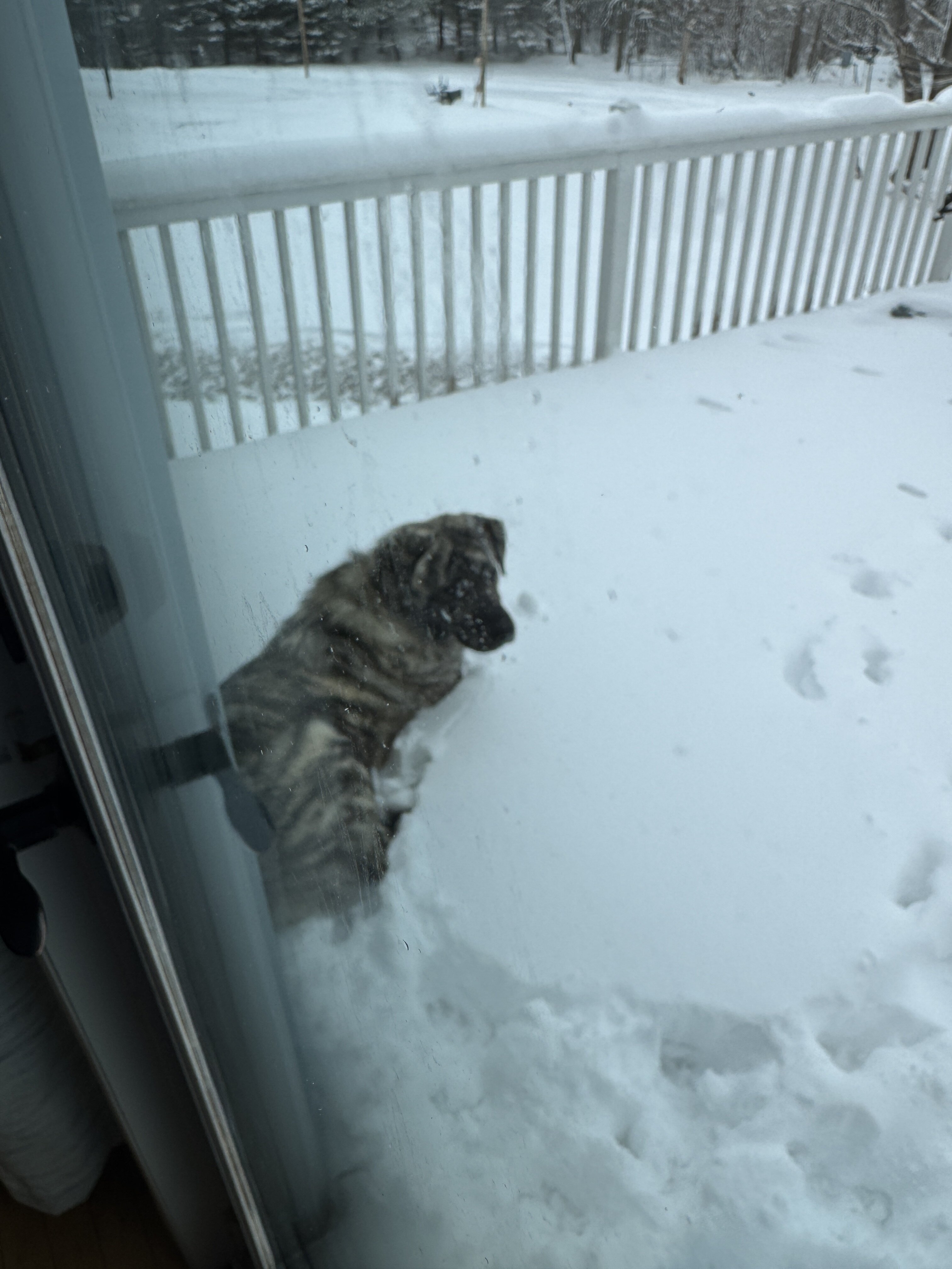 11 month old Spanish Mastiff / Great Pyrenees Mix image 2