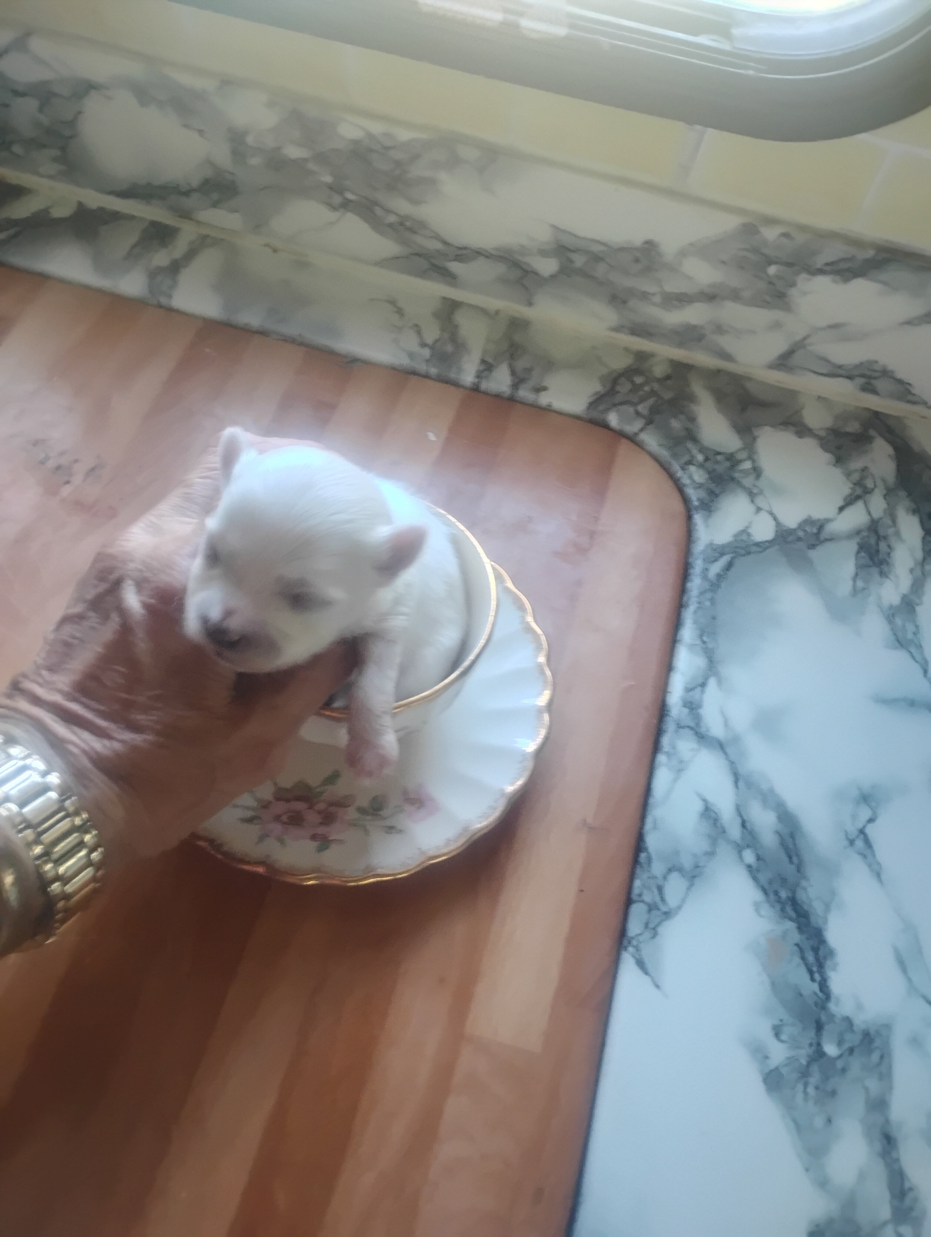 Purebred Maltese puppy image 1