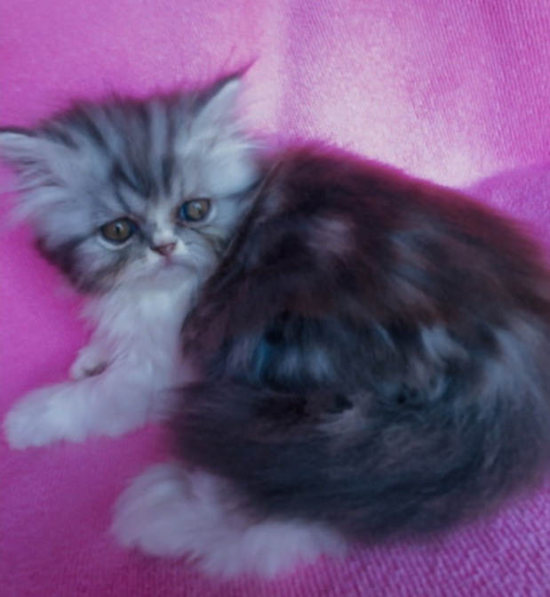 MULTIPLE Pure-Bred Flat-Face Persian Kittens image 3
