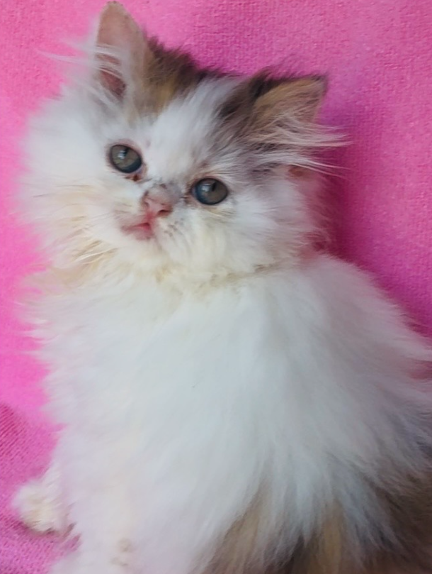 MULTIPLE Pure-Bred Flat-Face Persian Kittens image 2