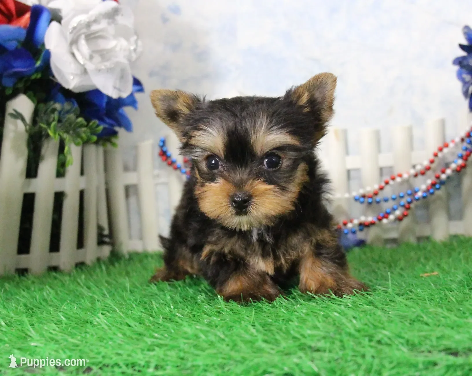 Yorkie image 3