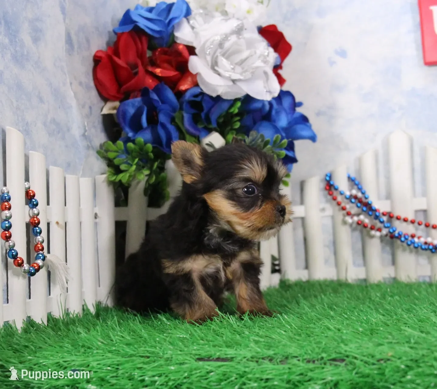 Yorkie image 4