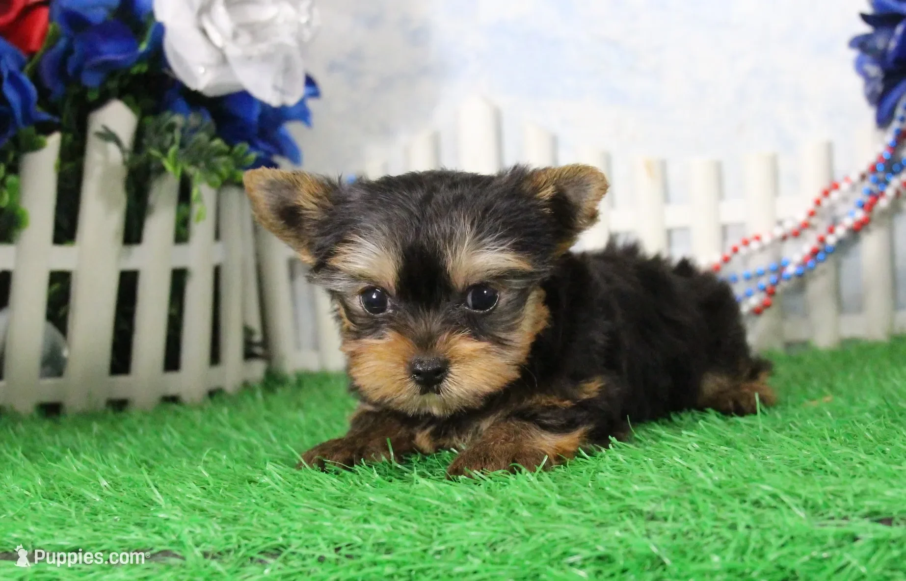 Yorkie image 2