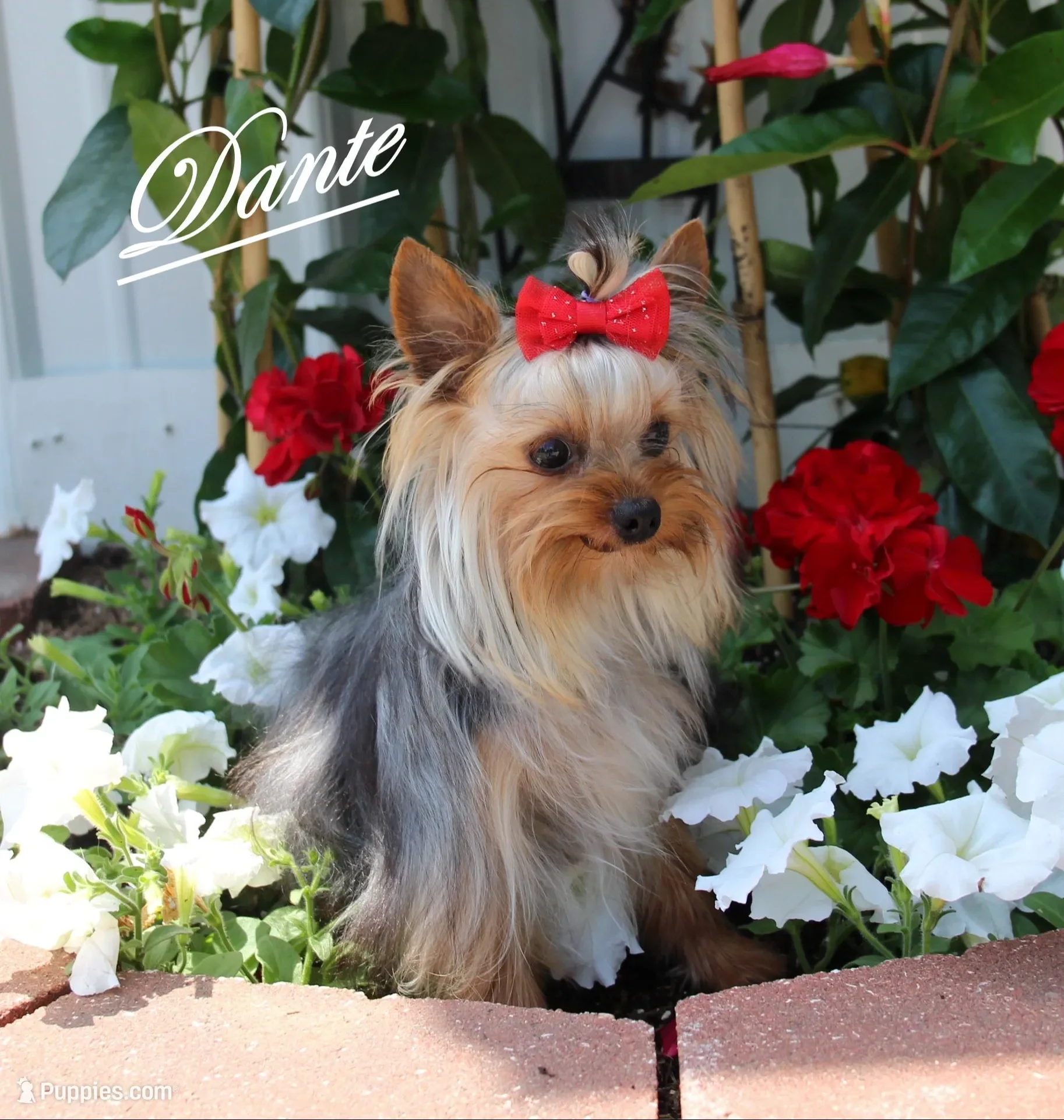 Yorkie image 6