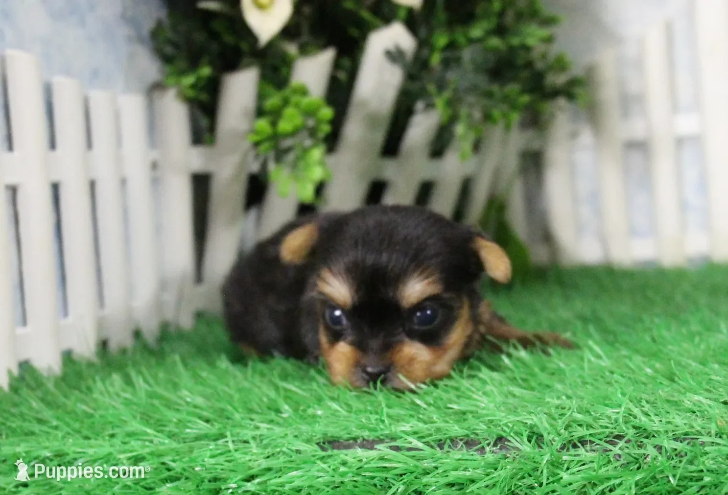 Yorkie image 5