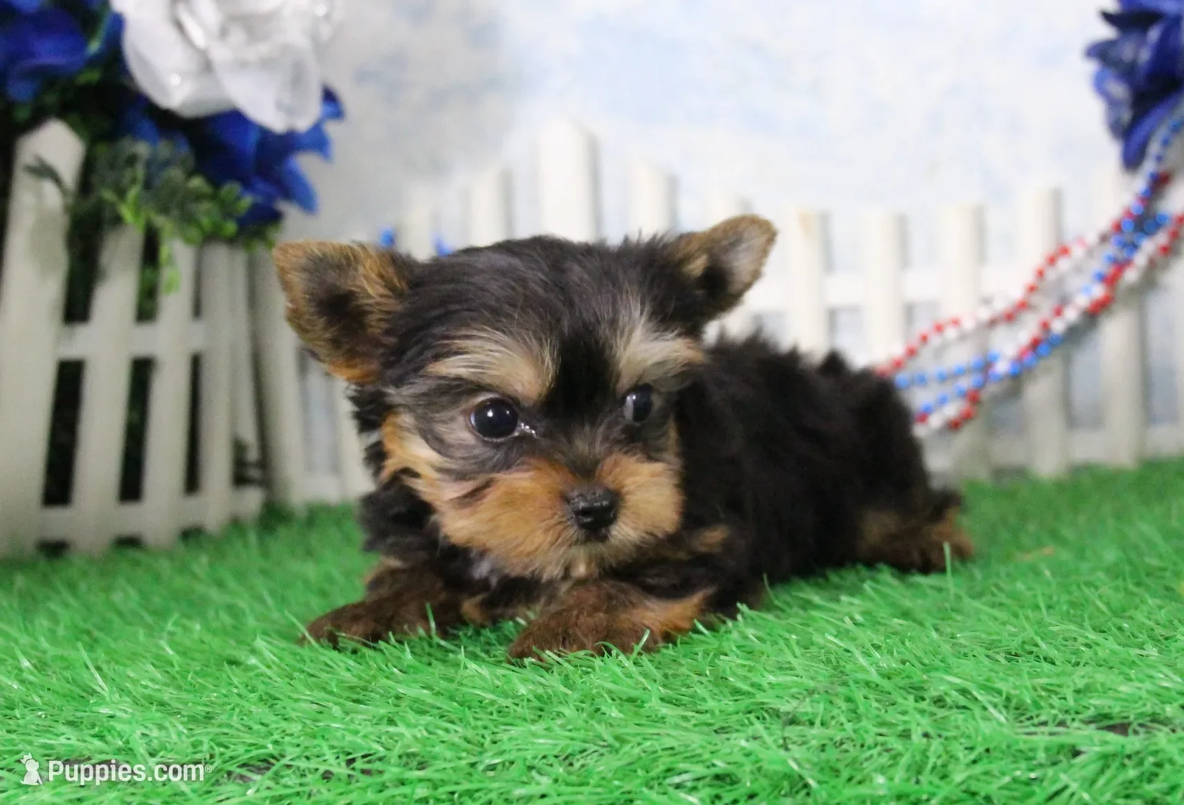 Yorkie image 1