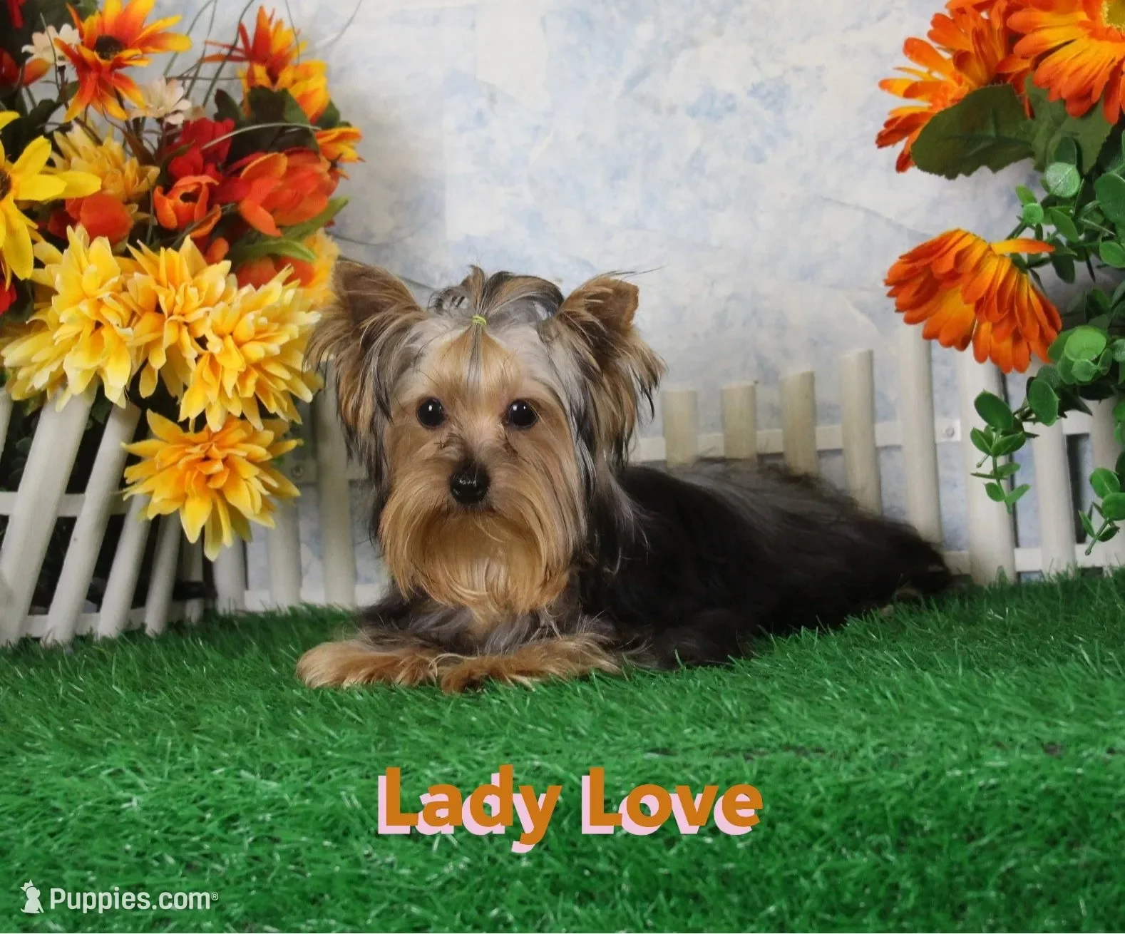 Yorkie image 7