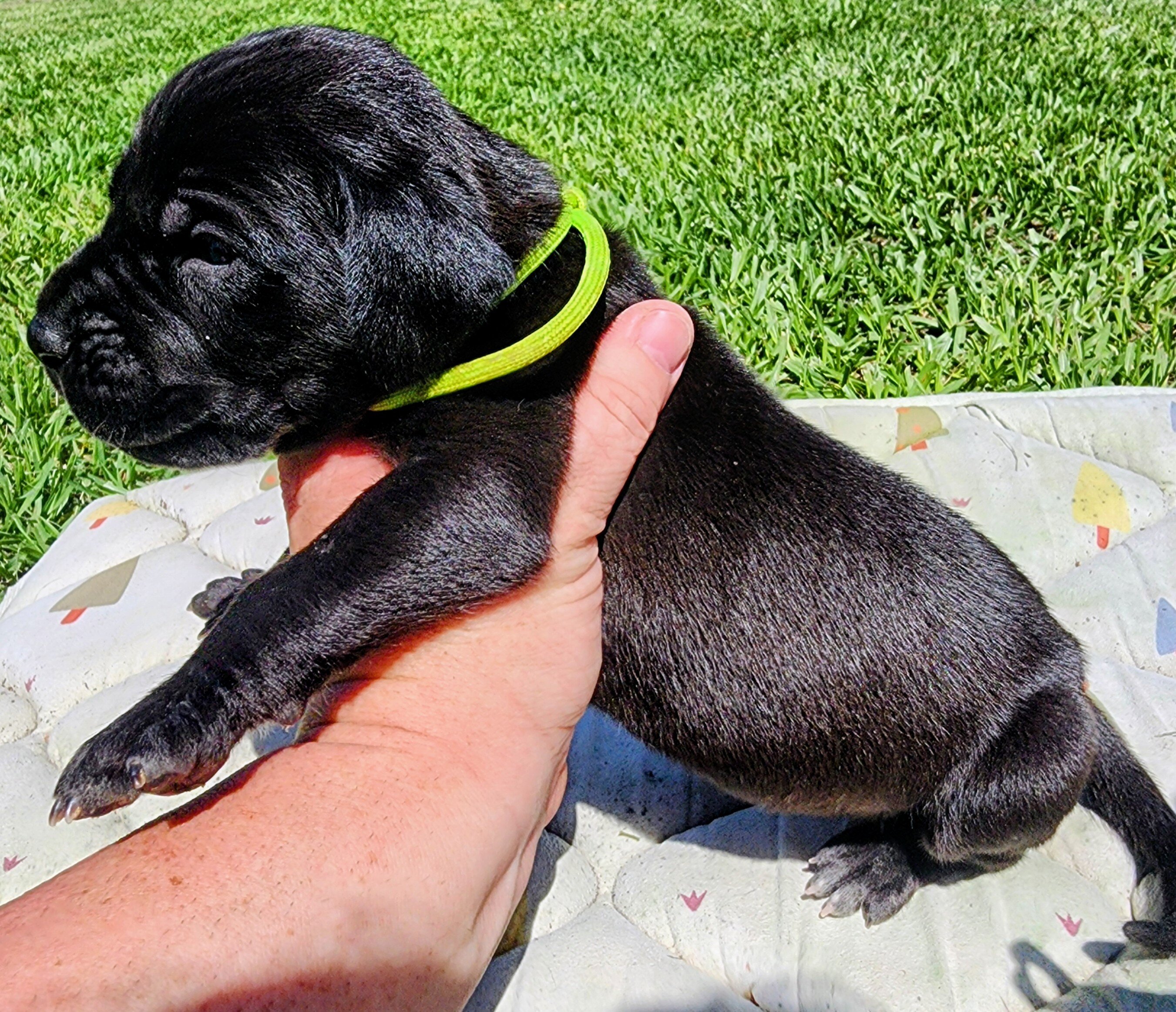 AKC Great Dane Black Male green collar image 4