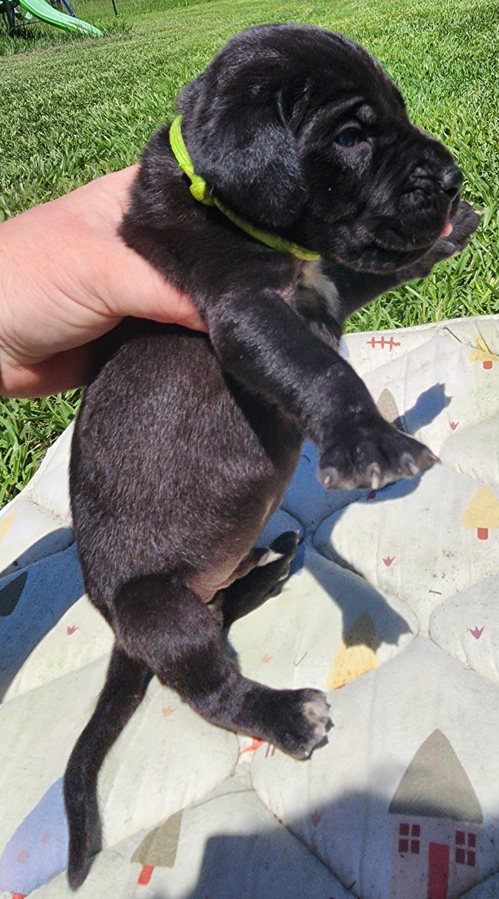 AKC Great Dane Black Male green collar image 1
