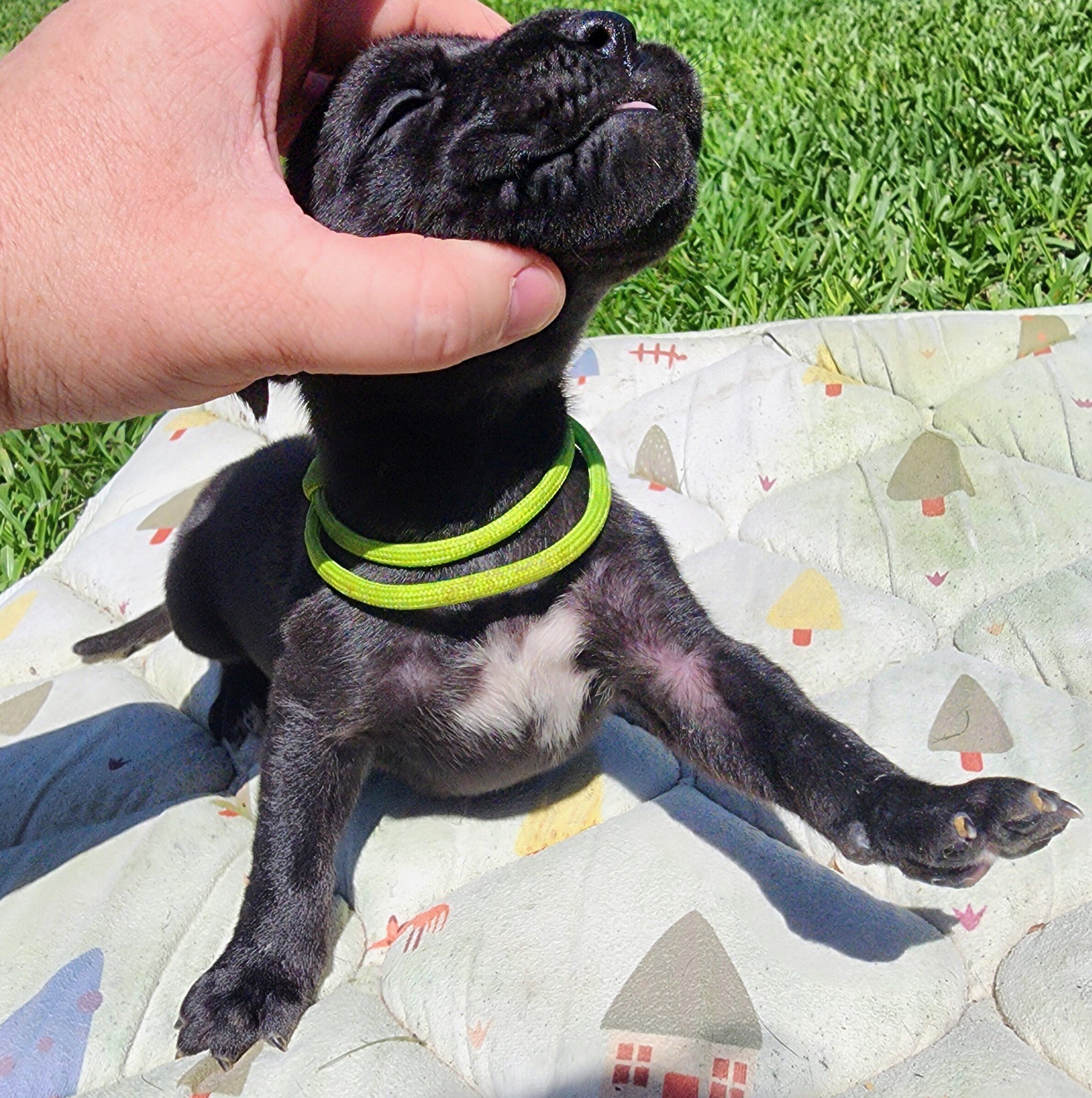 AKC Great Dane Black Male green collar image 3