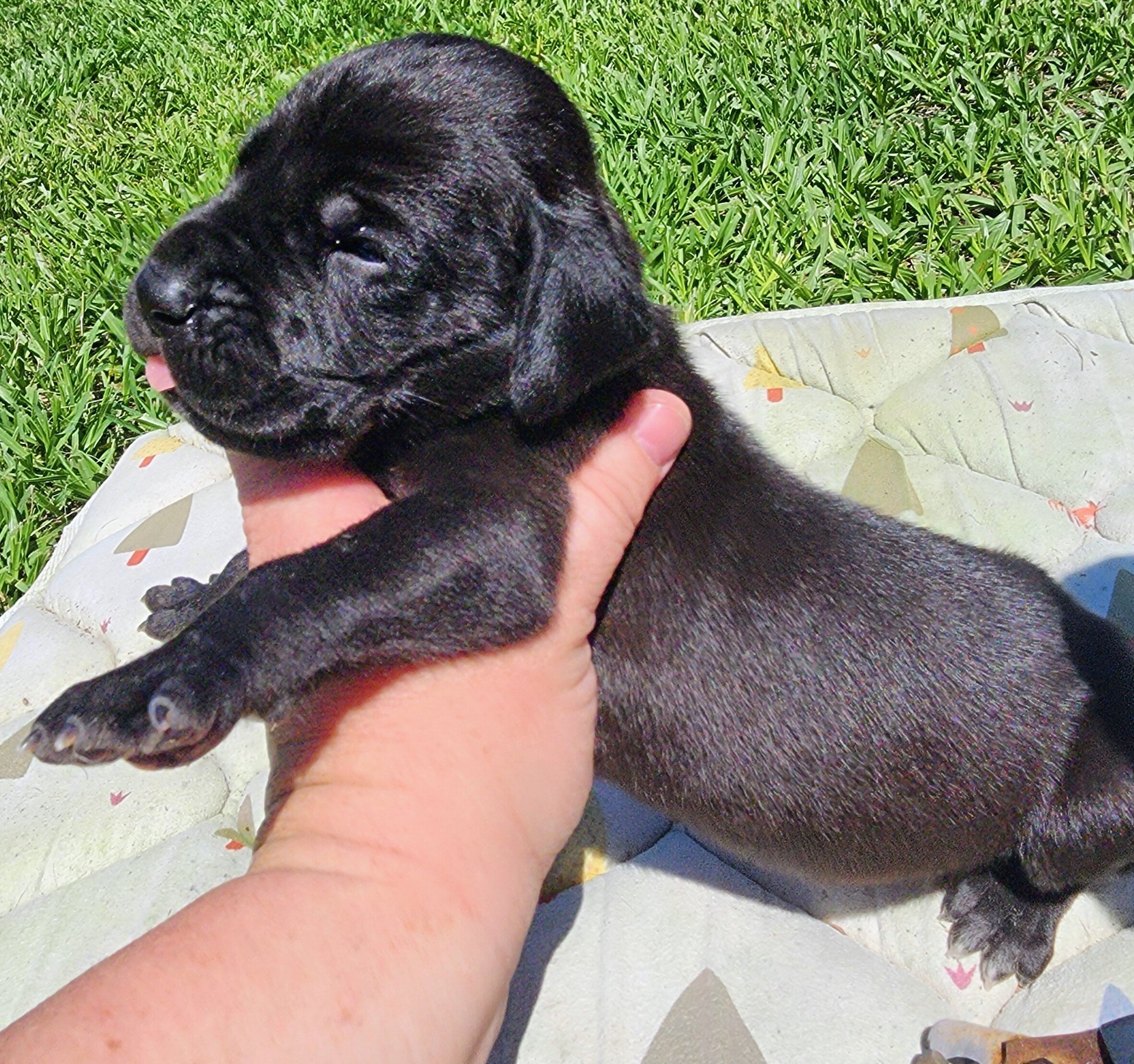 AKC Great Dane Black Male green collar image 2