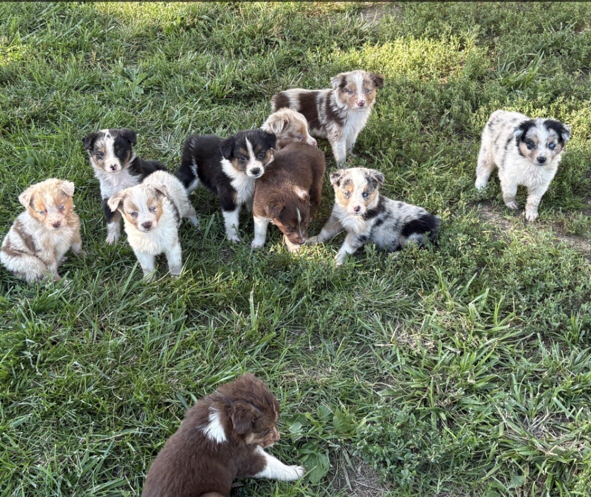 Australian Shepherd Puppies image 1