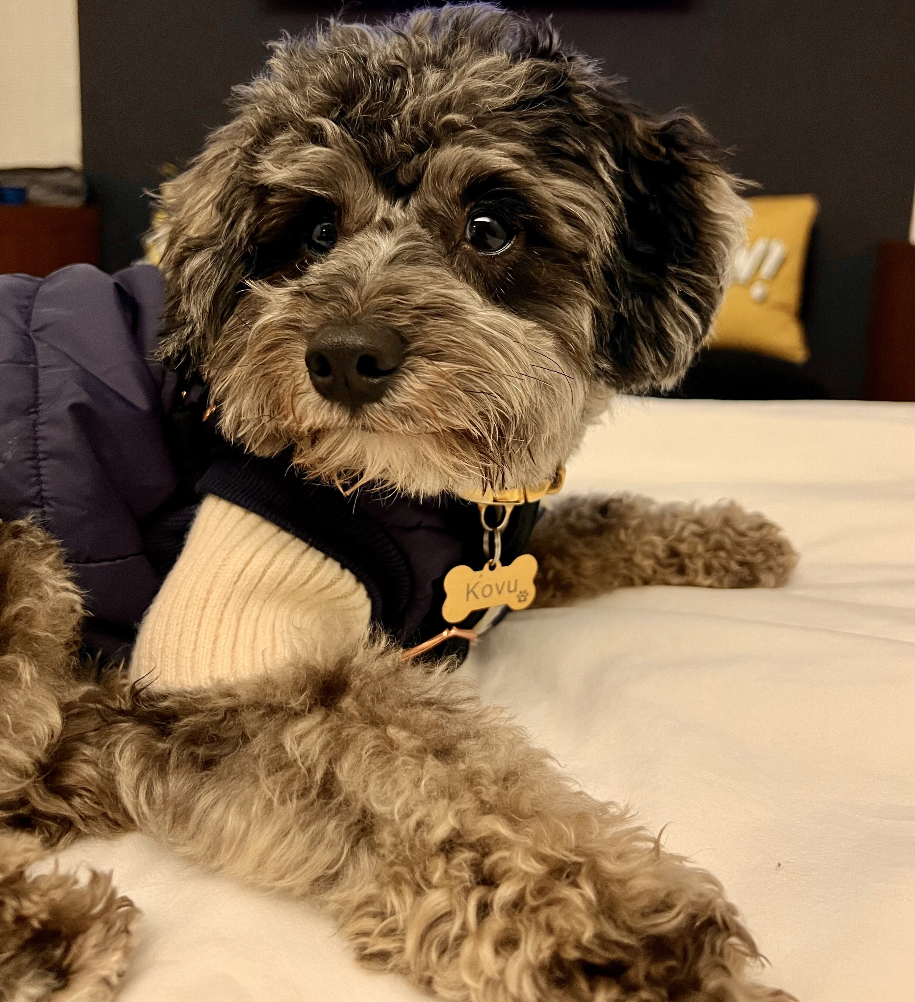 3 yr old Fully house trained Mini schnoodle pup image 2