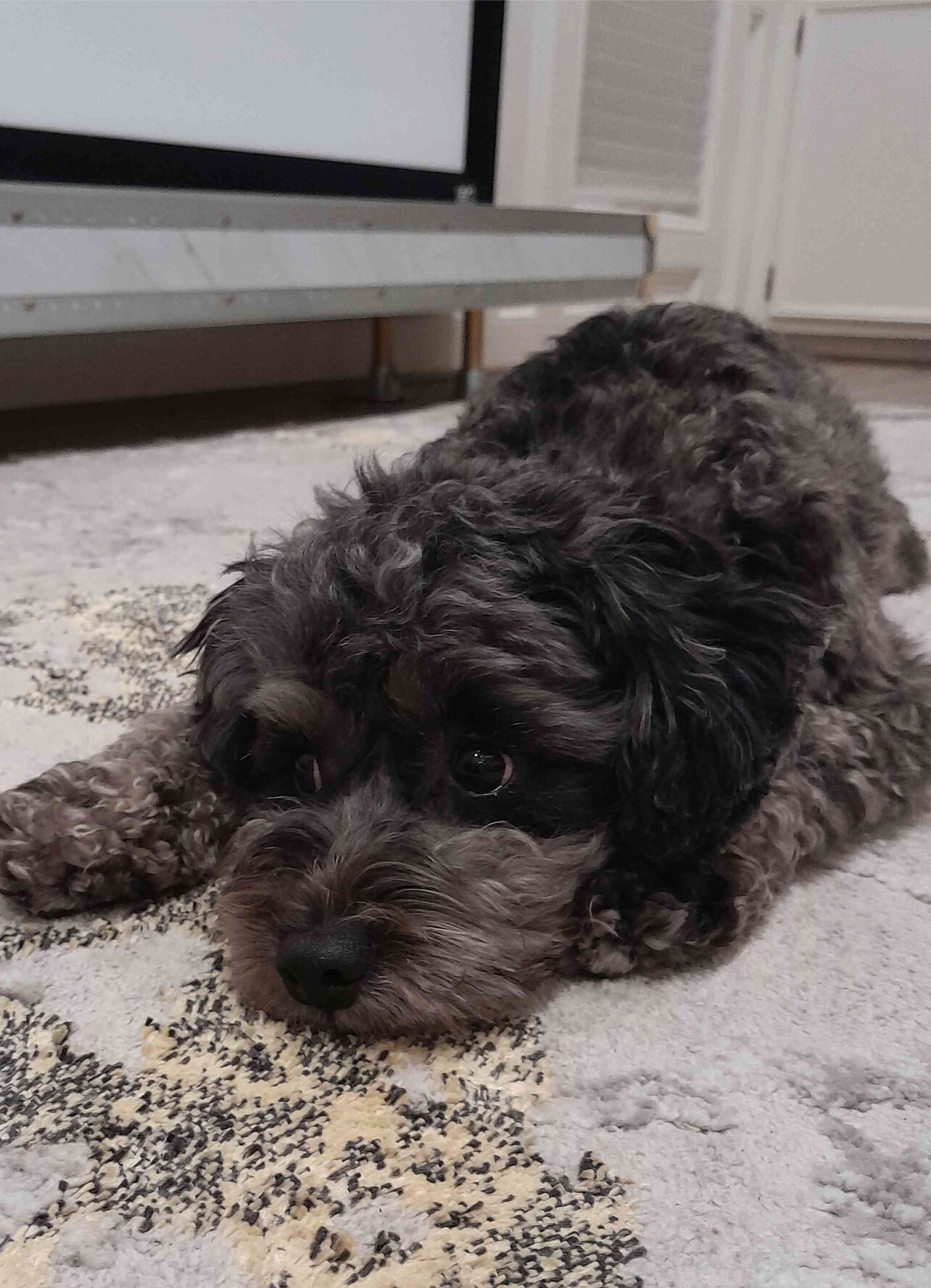3 yr old Fully house trained Mini schnoodle pup image 1
