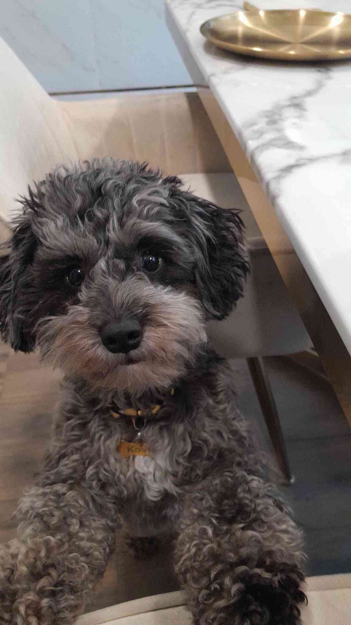 3 yr old Fully house trained Mini schnoodle pup image 3