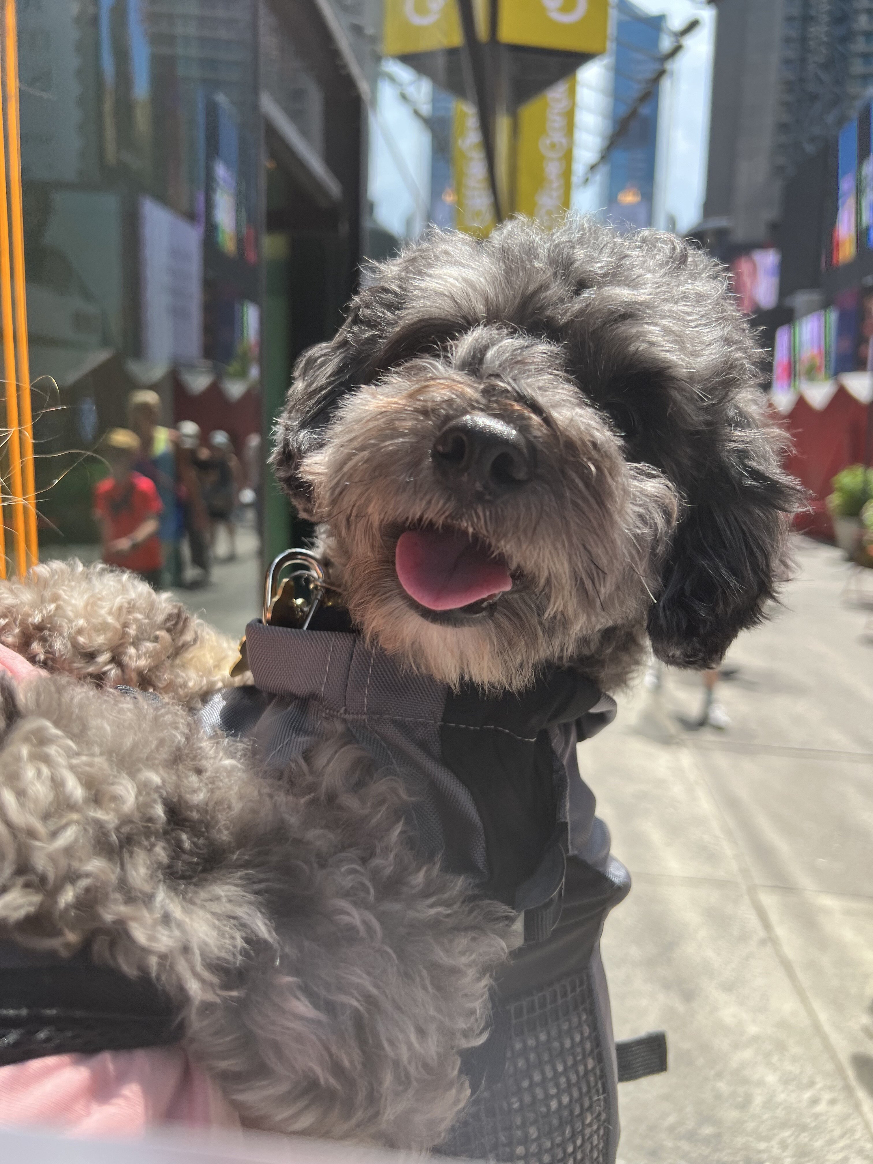 3 yr old Fully house trained Mini schnoodle pup image 4