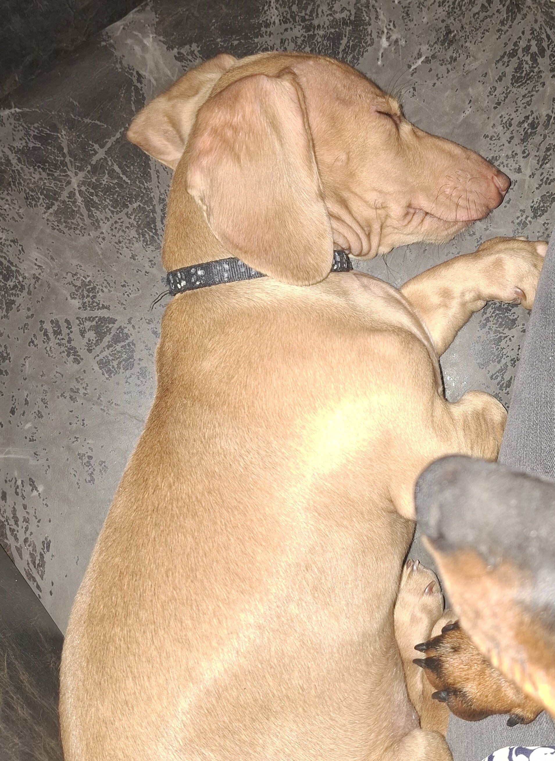 Miniature Dachshund image 1