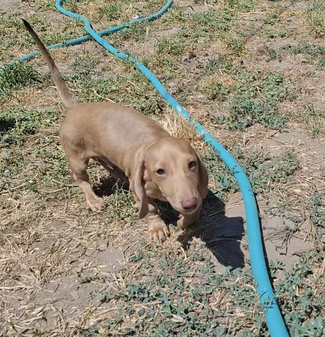 Miniature Dachshund image 2
