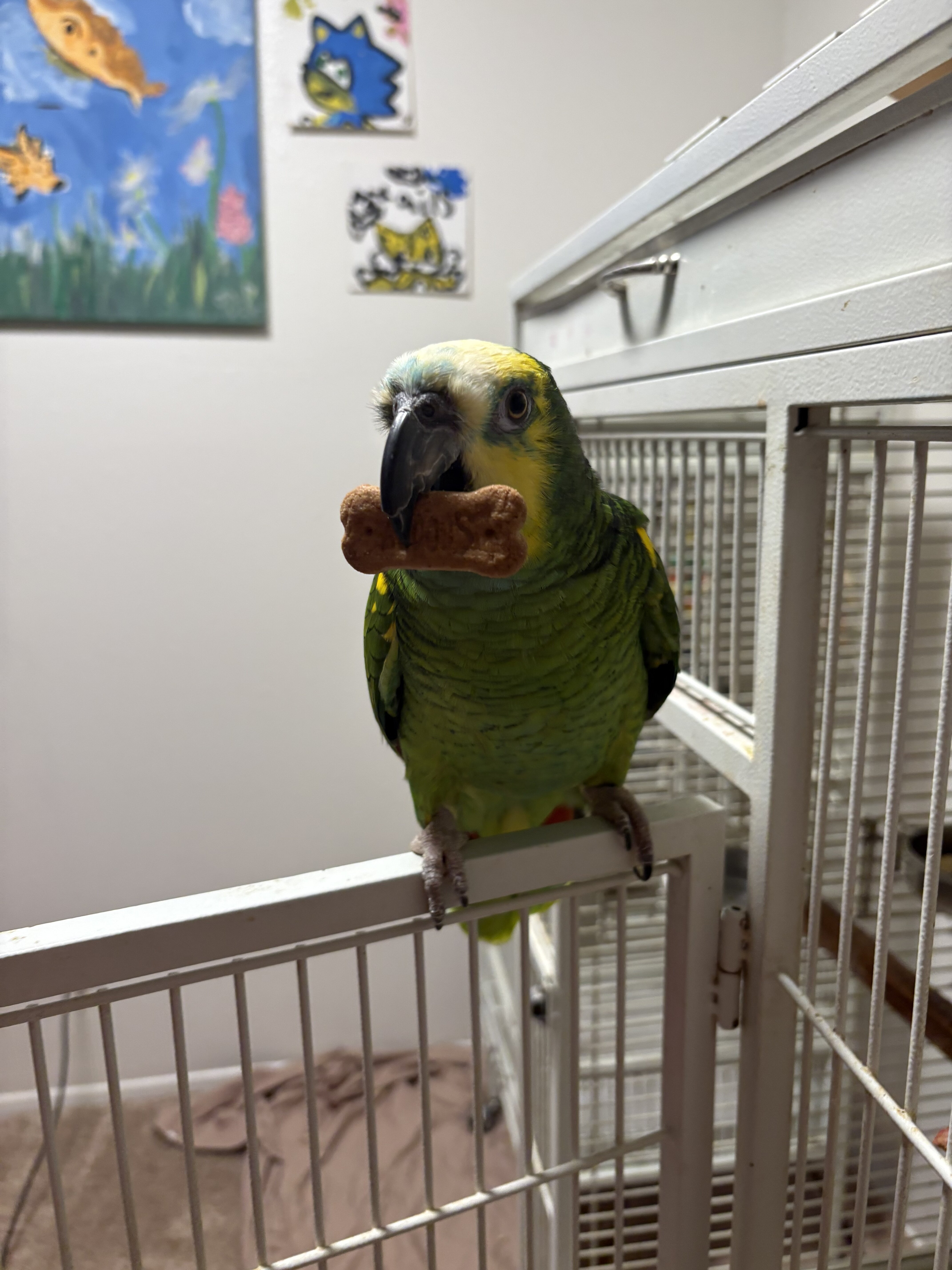 Amazon parrot image 3
