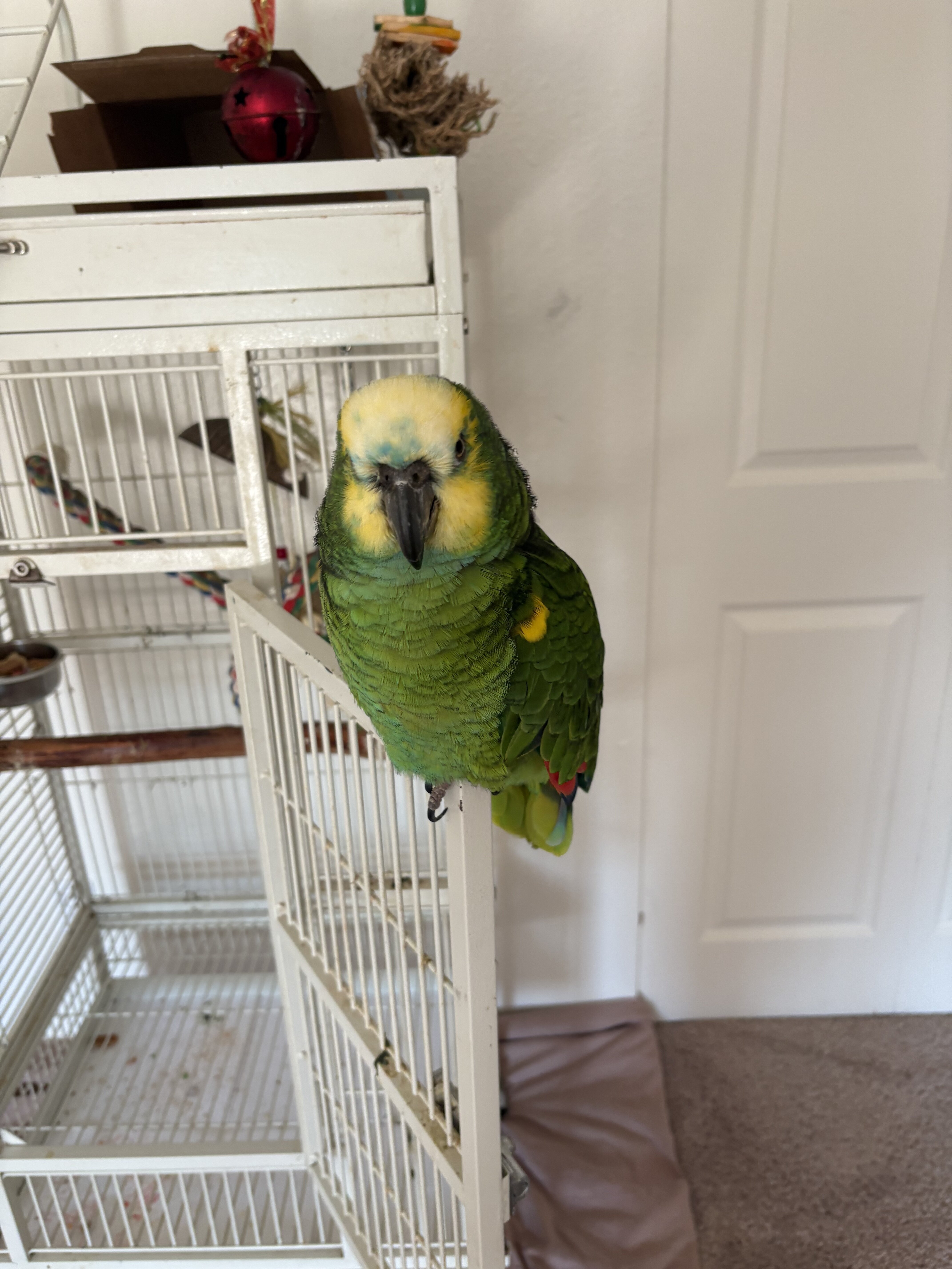Amazon parrot image 2