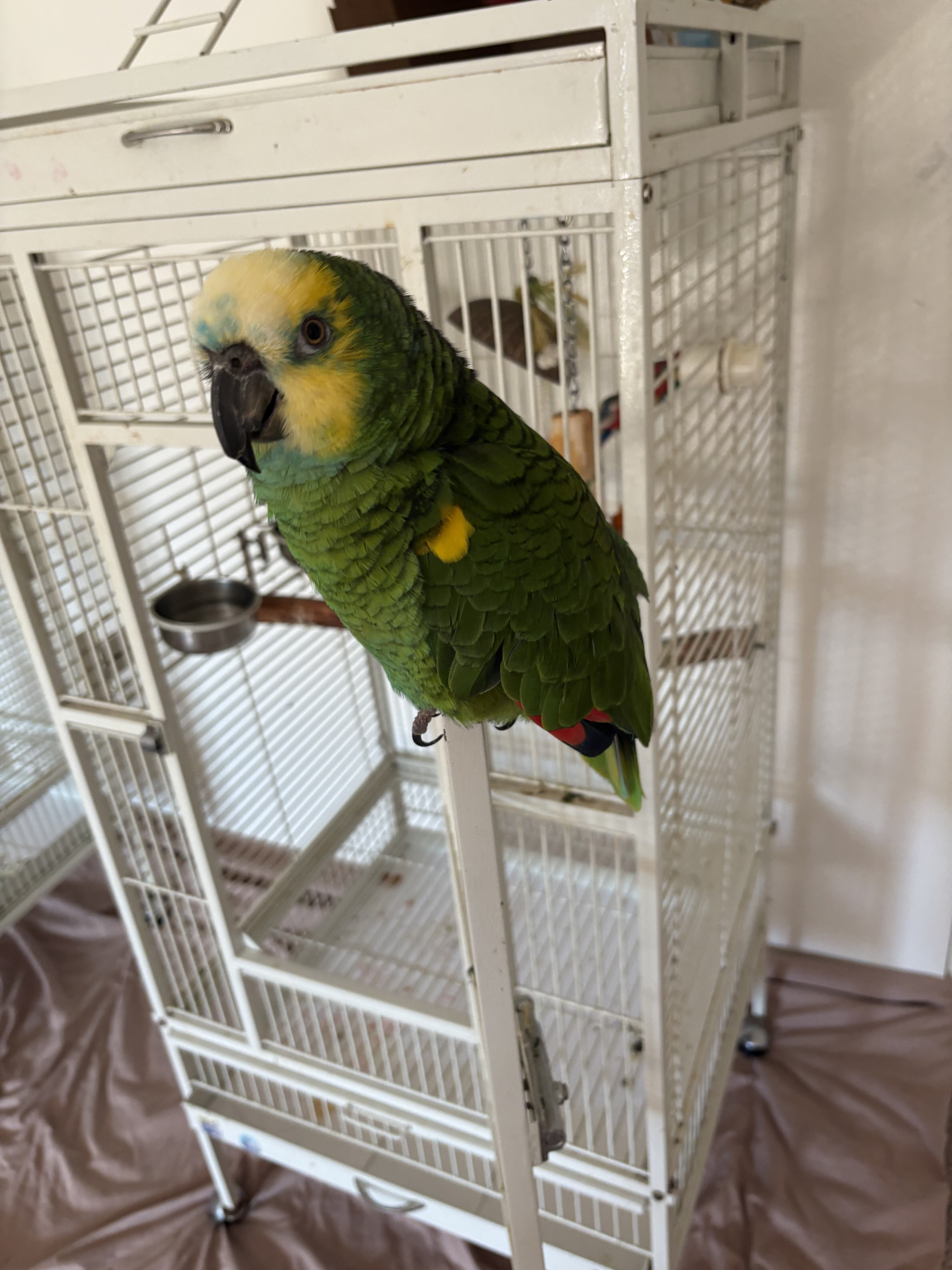 Amazon parrot image 1