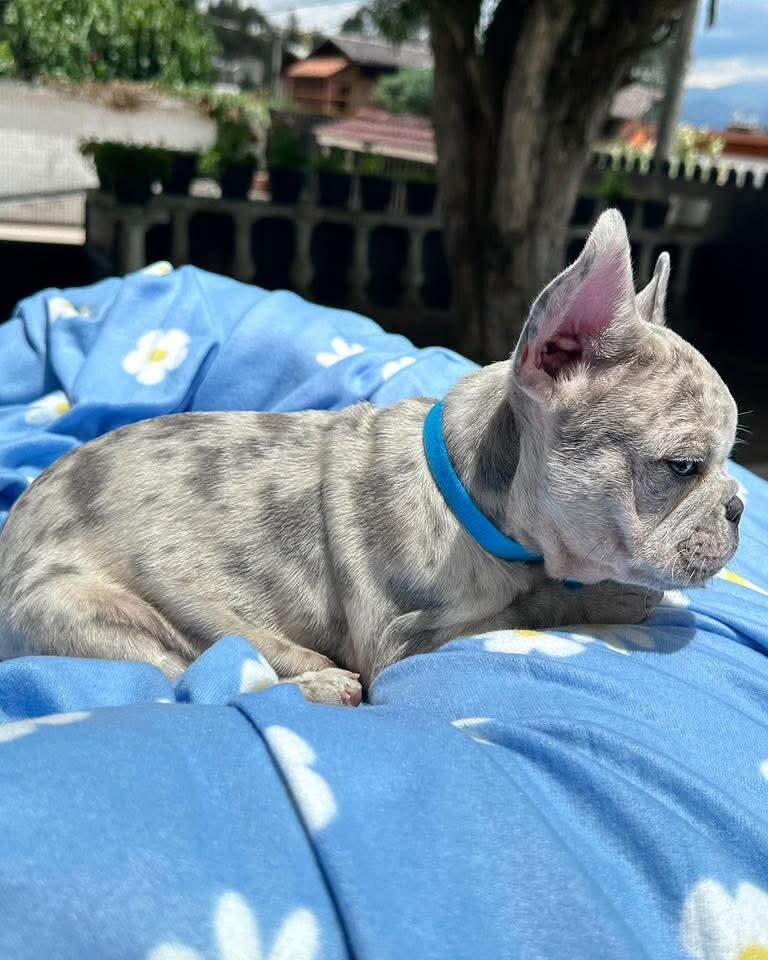 The very best of Frenchie puppy you can get image 1
