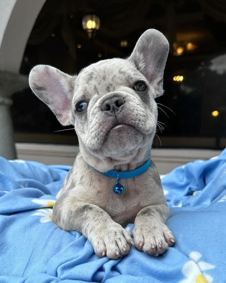 The very best of Frenchie puppy you can get image 2