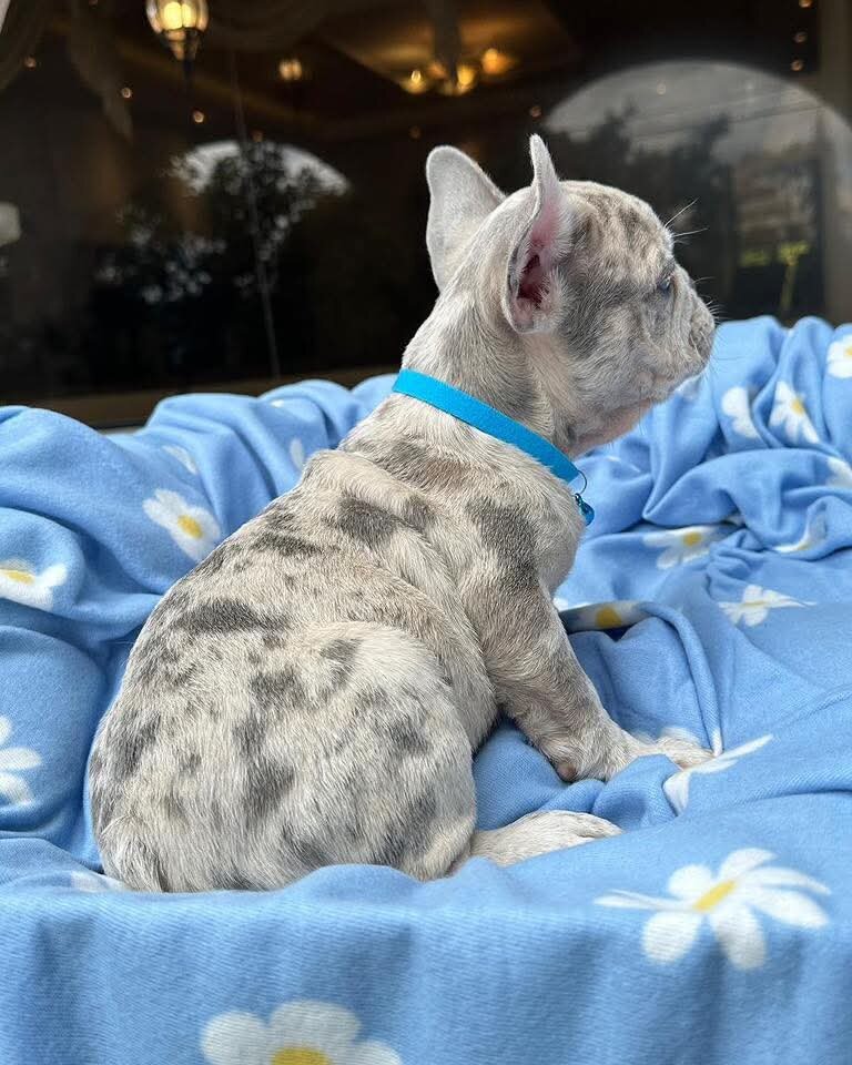 The very best of Frenchie puppy you can get image 3