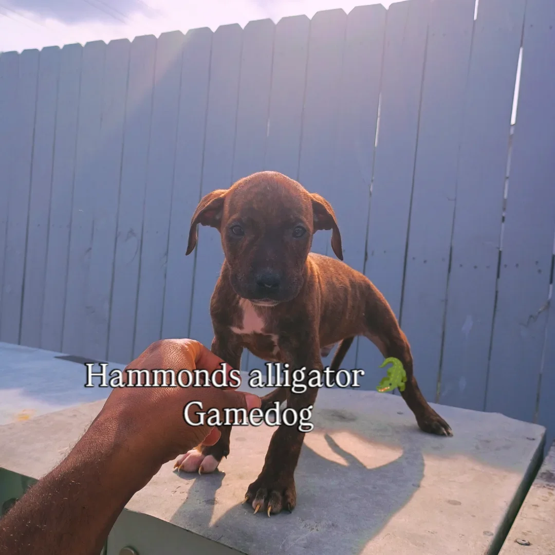 Hammonds alligator 🐊 pups ADBA papers image 3