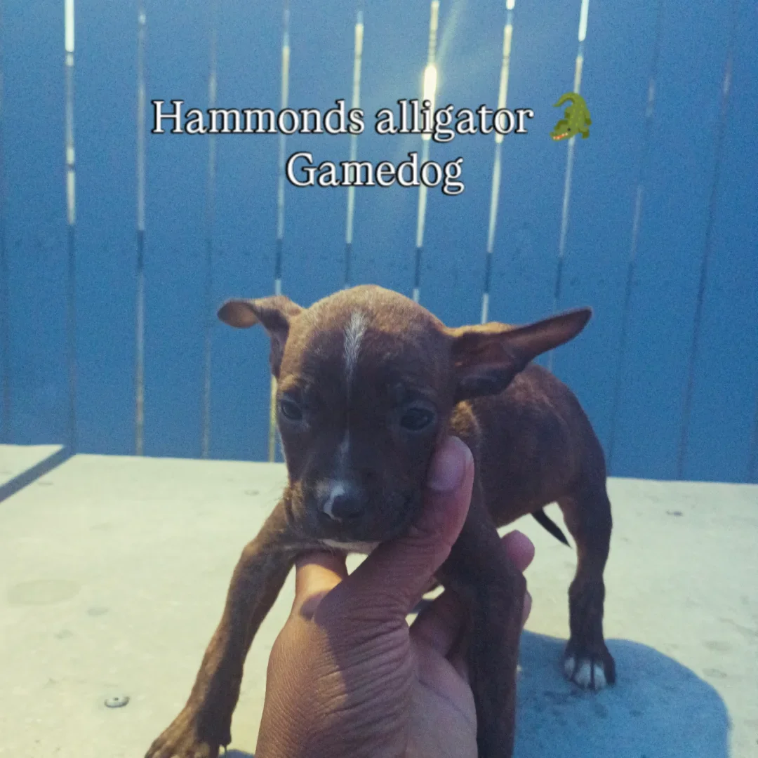 Hammonds alligator 🐊 pups ADBA papers image 7