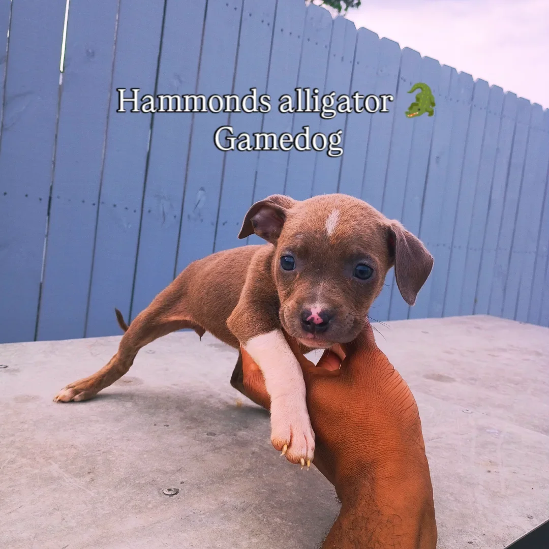Hammonds alligator 🐊 pups ADBA papers image 9