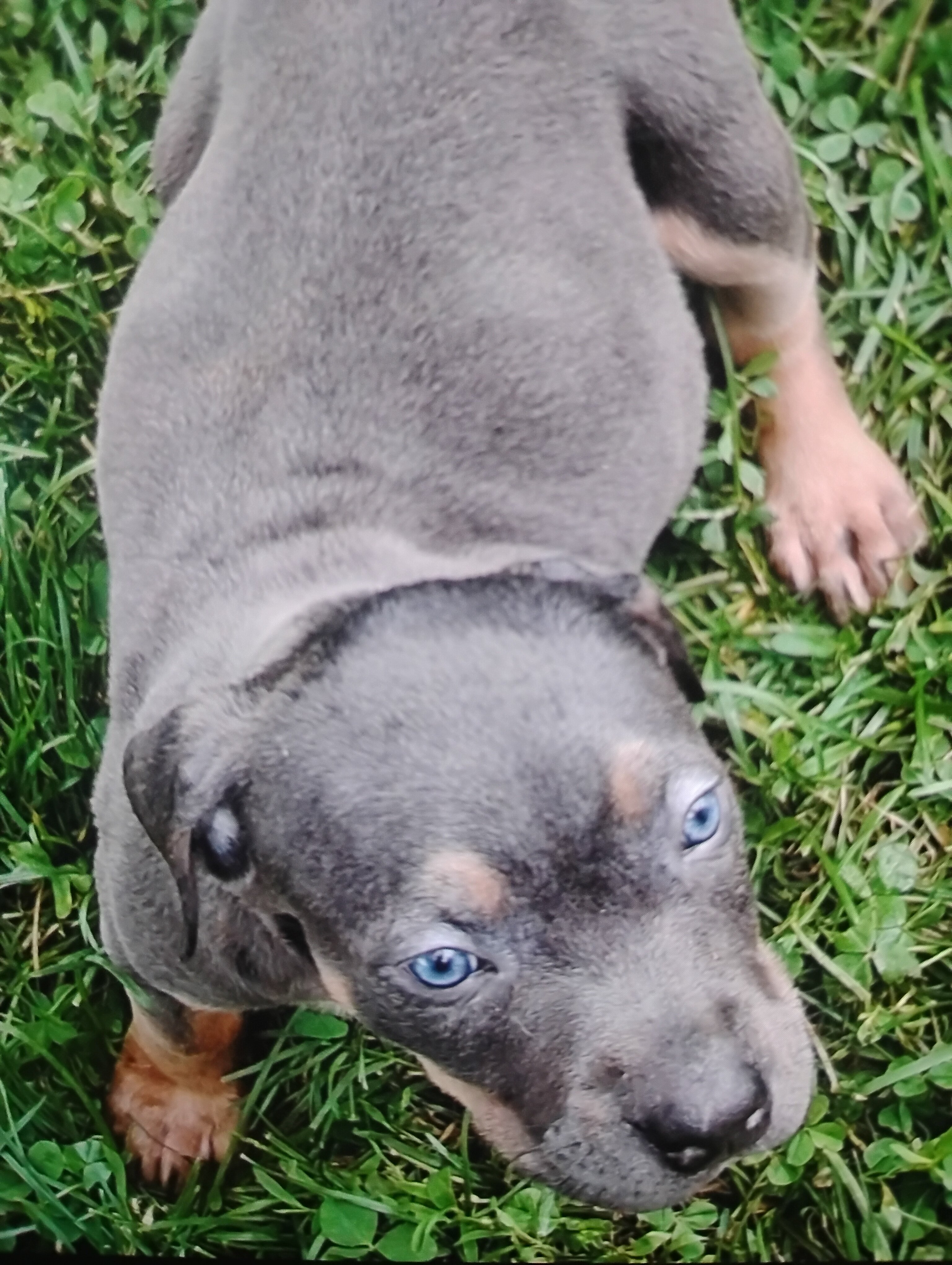 Puppies xxl pitbull image 1
