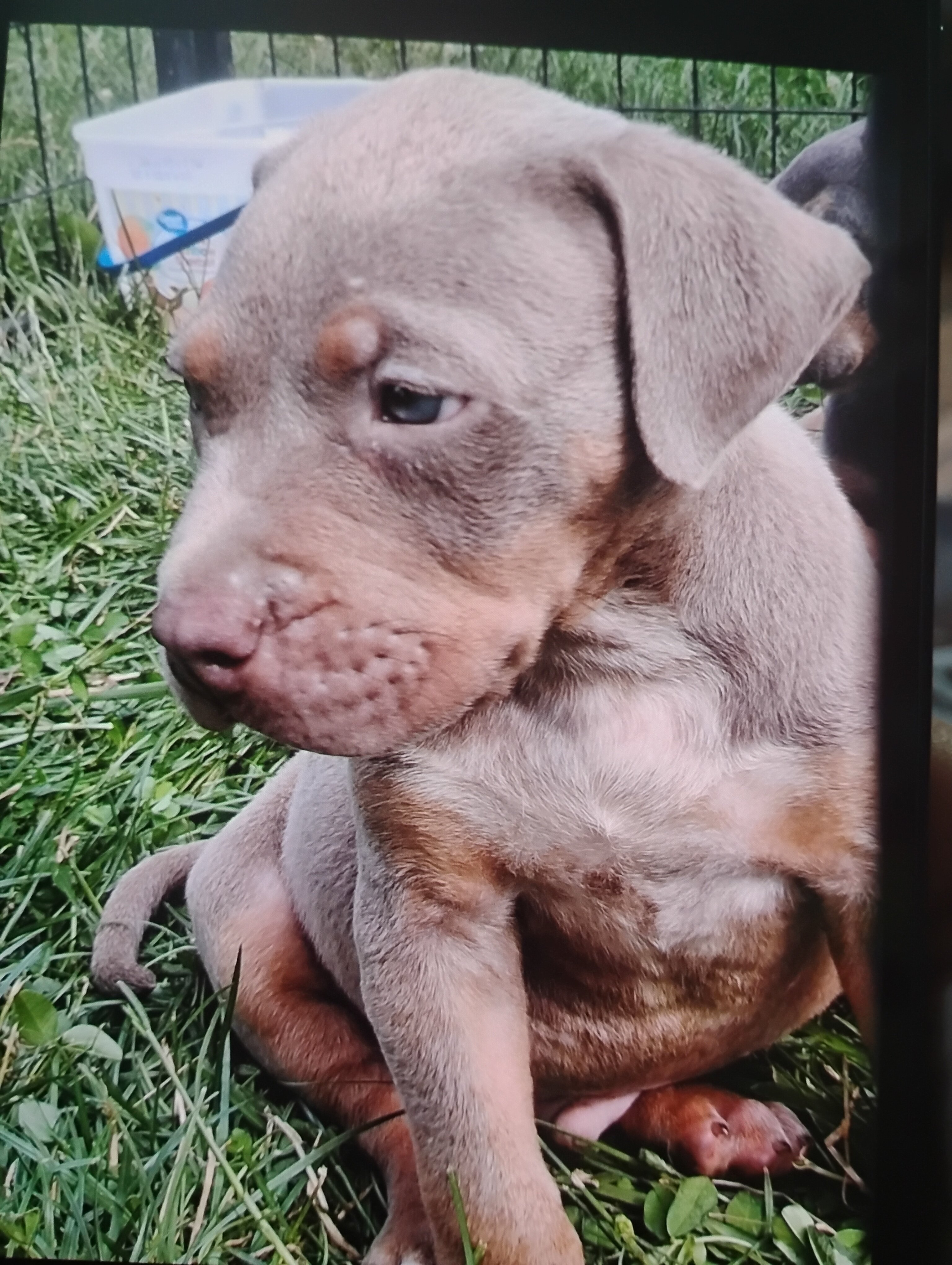 Puppies xxl pitbull image 3