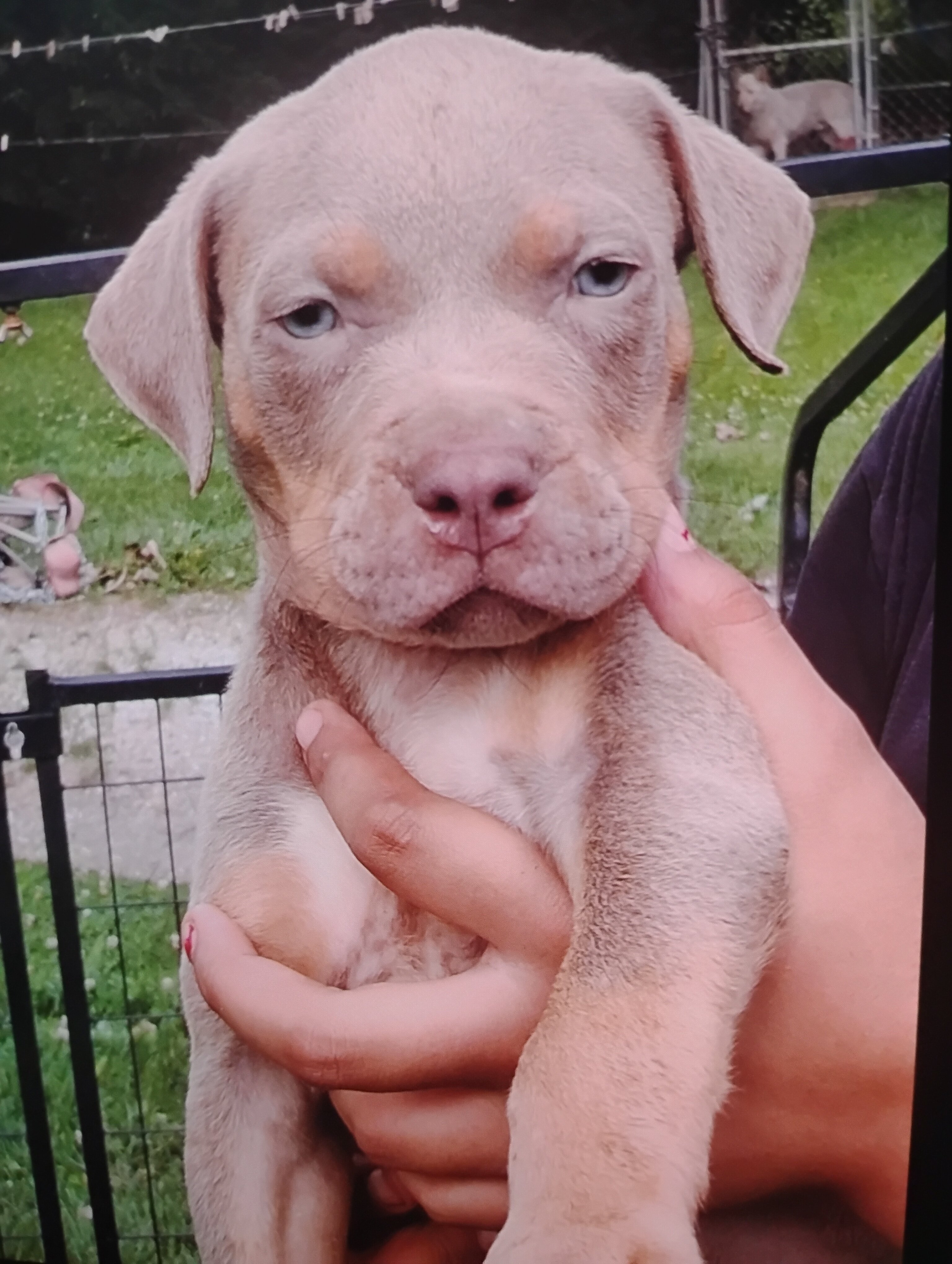 Puppies image 2