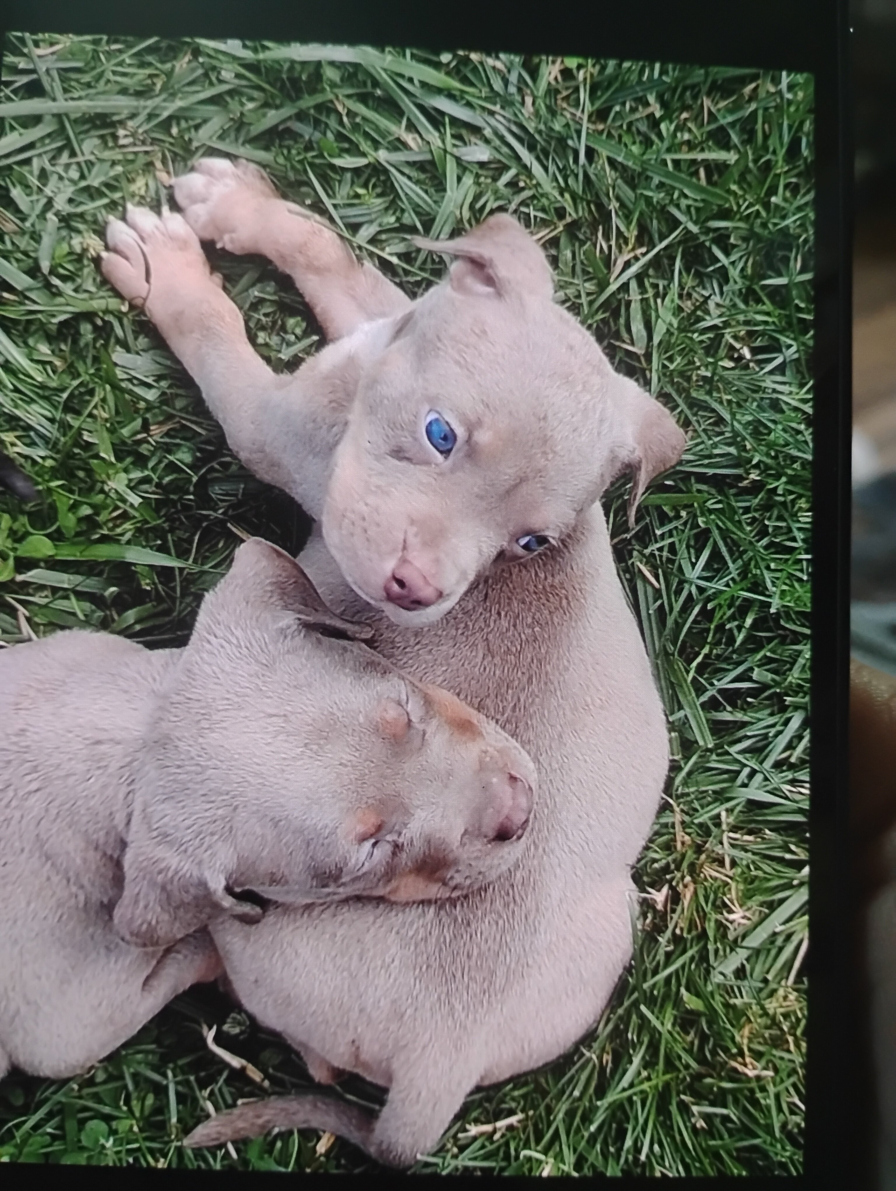 Puppies image 4