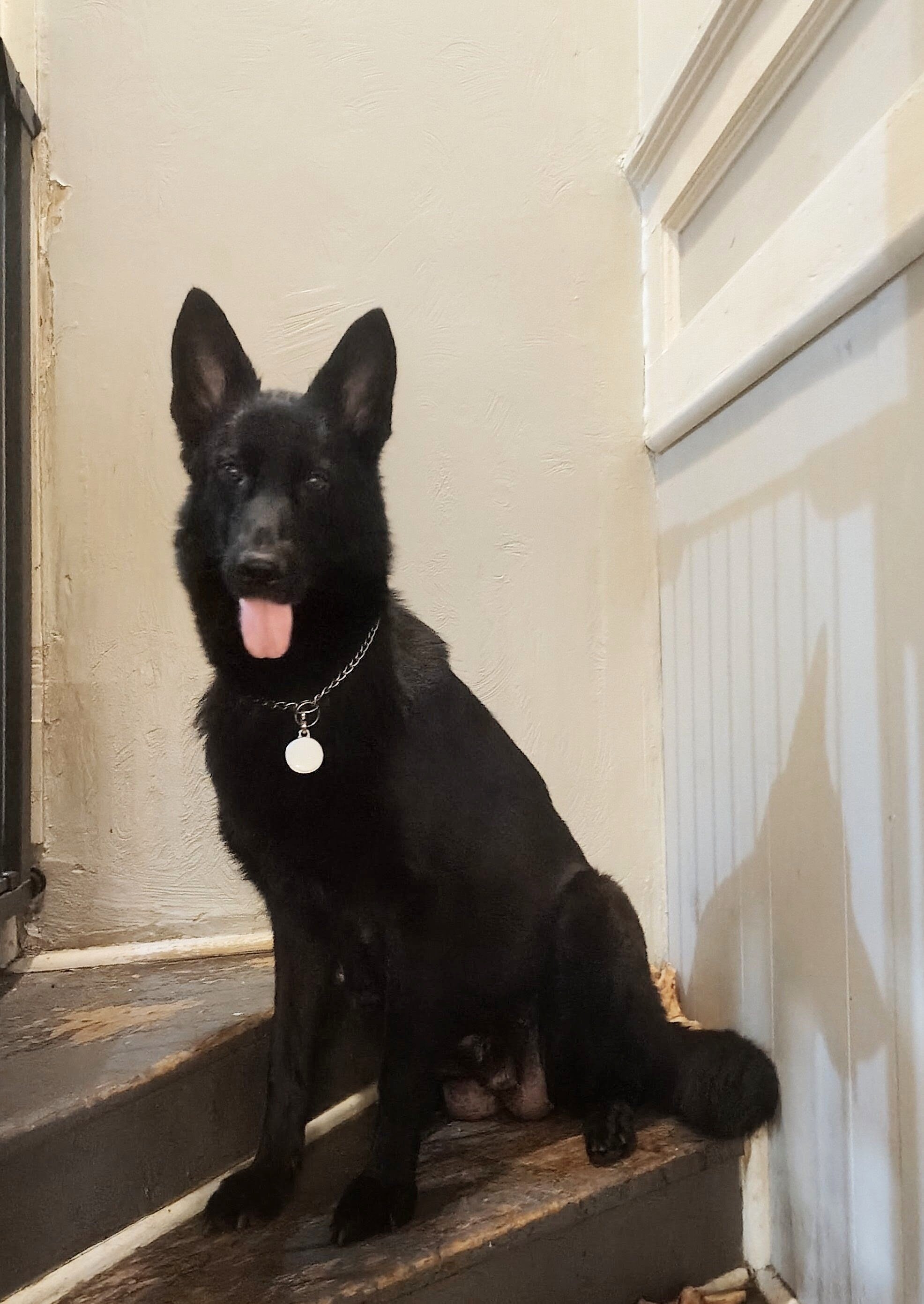 AKC German shepherd puppies!! image 4