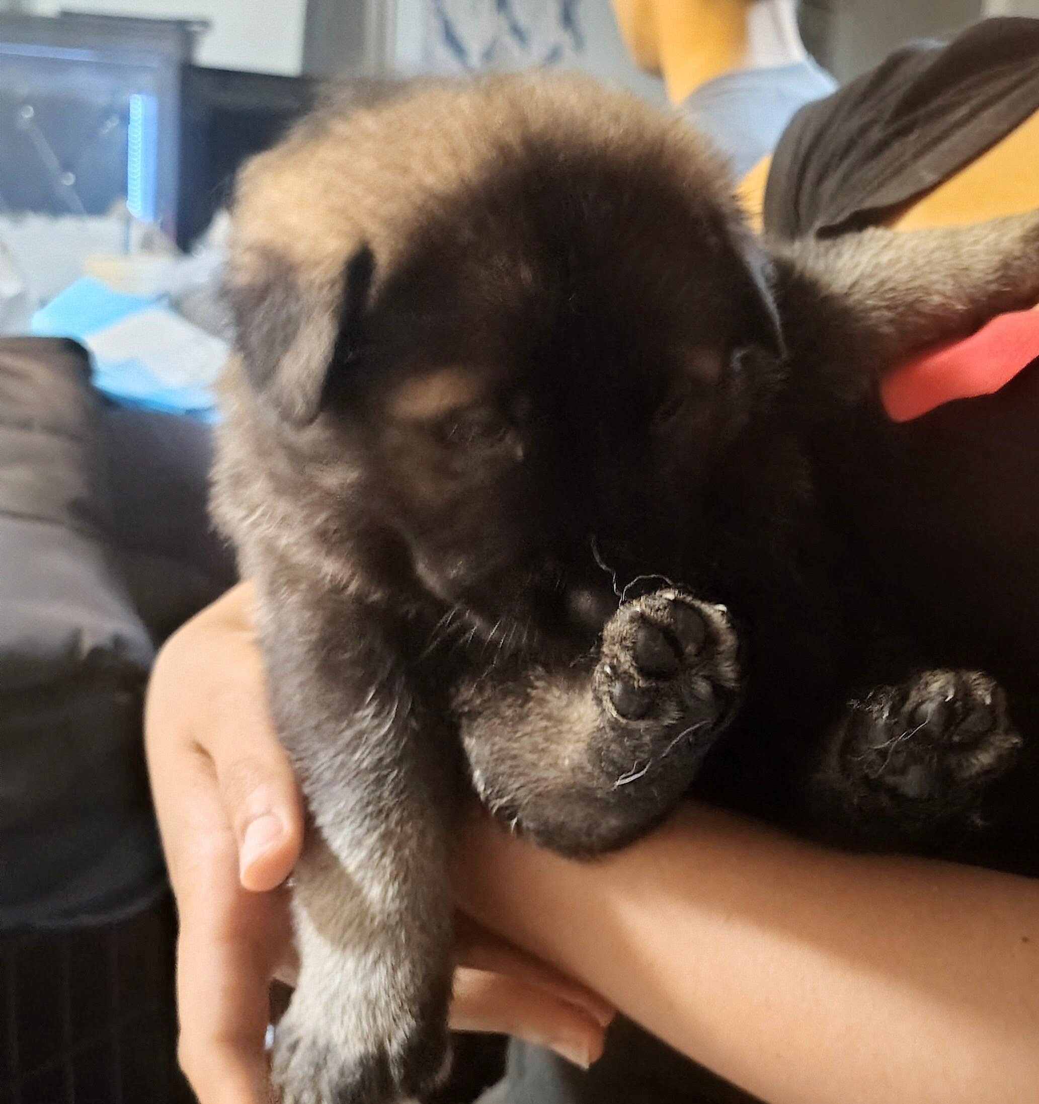 AKC German shepherd puppies!! image 3