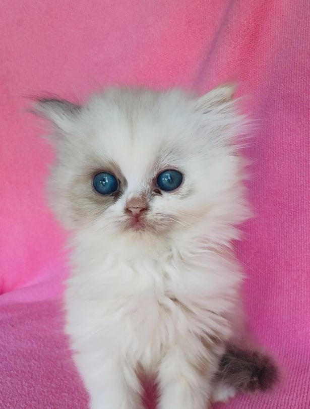 Doll face/ Flat-face Persian Kitten MIX image 1