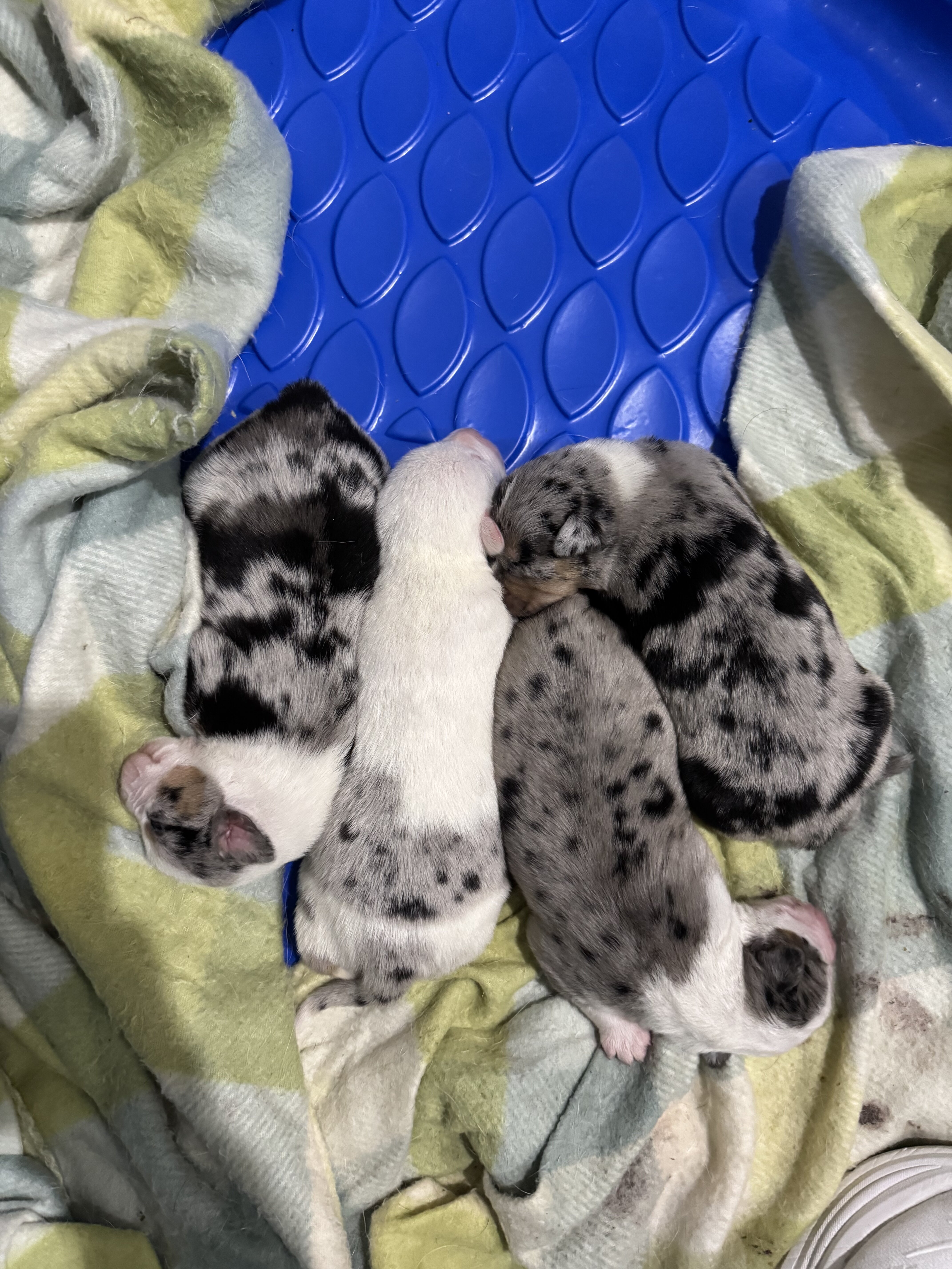 Aussie/Collie Mixes image 1