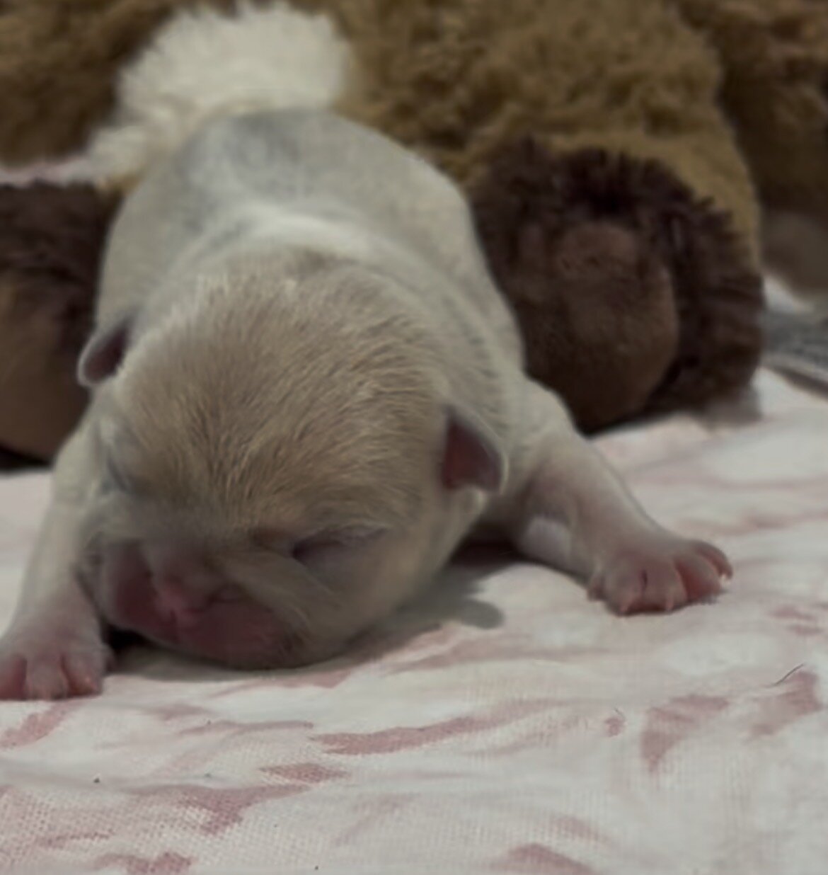French Bulldog Puppies image 7