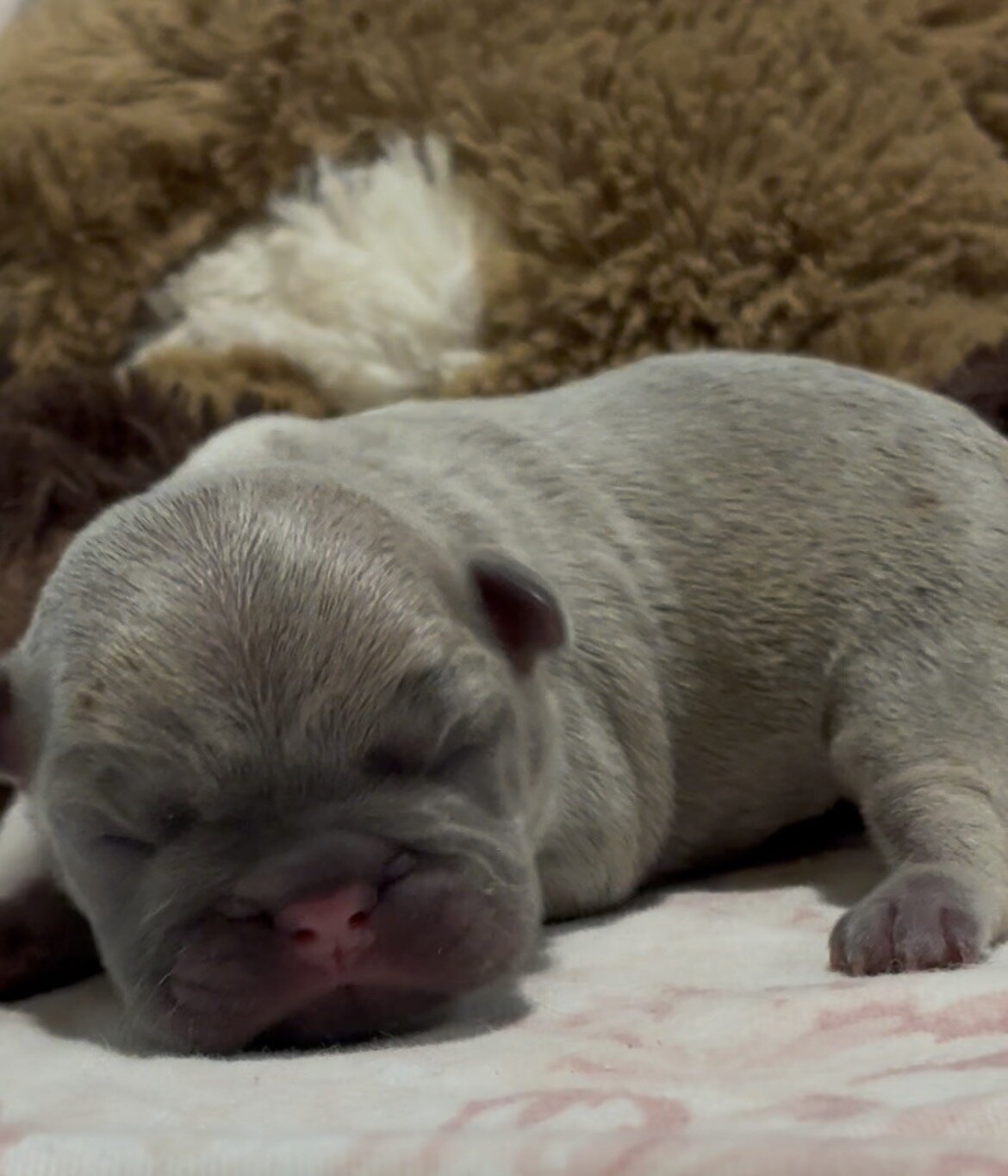 French Bulldog Puppies image 6