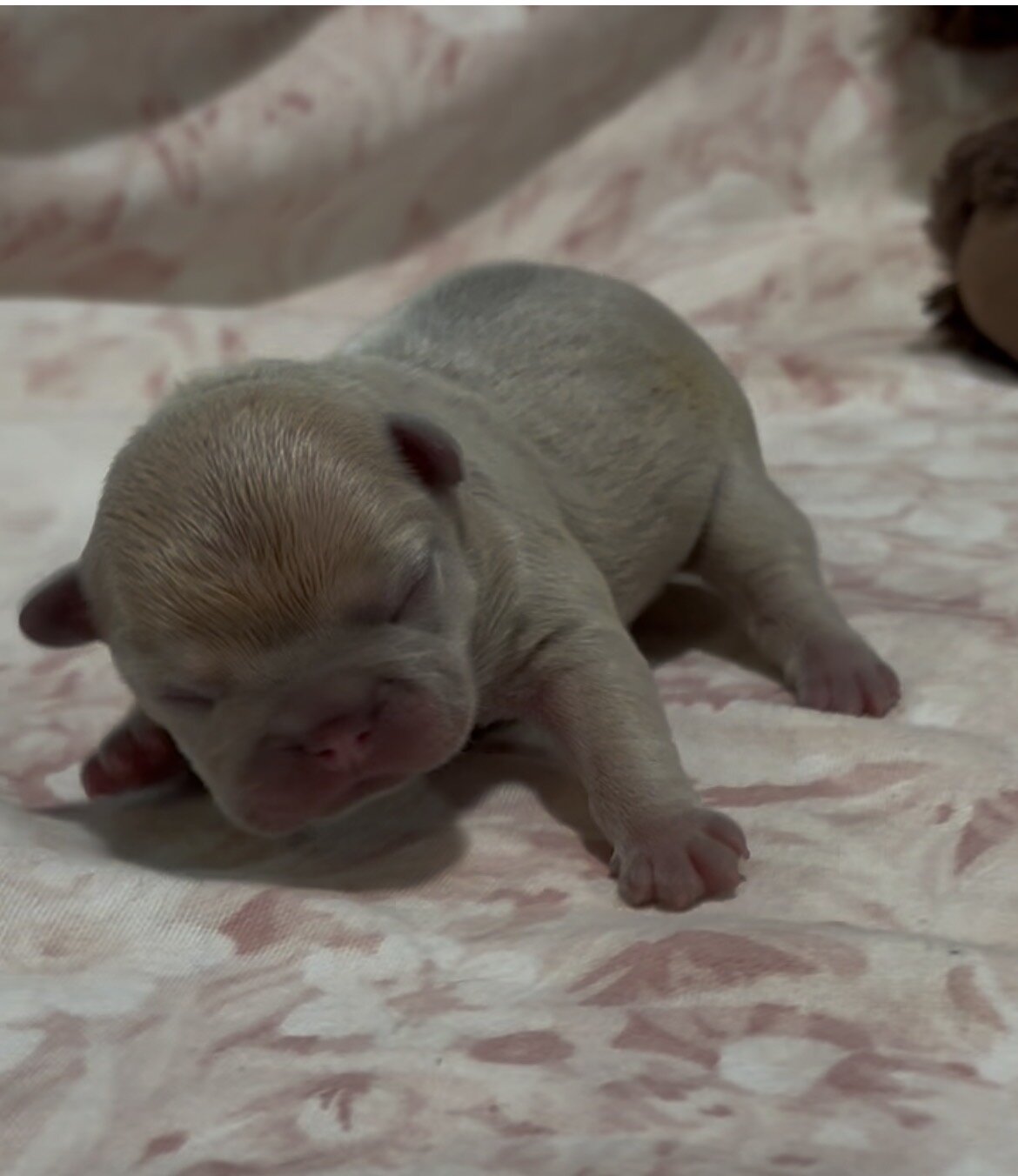 French Bulldog Puppies image 5