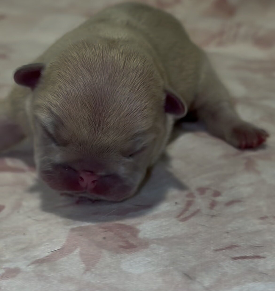 French Bulldog Puppies image 4