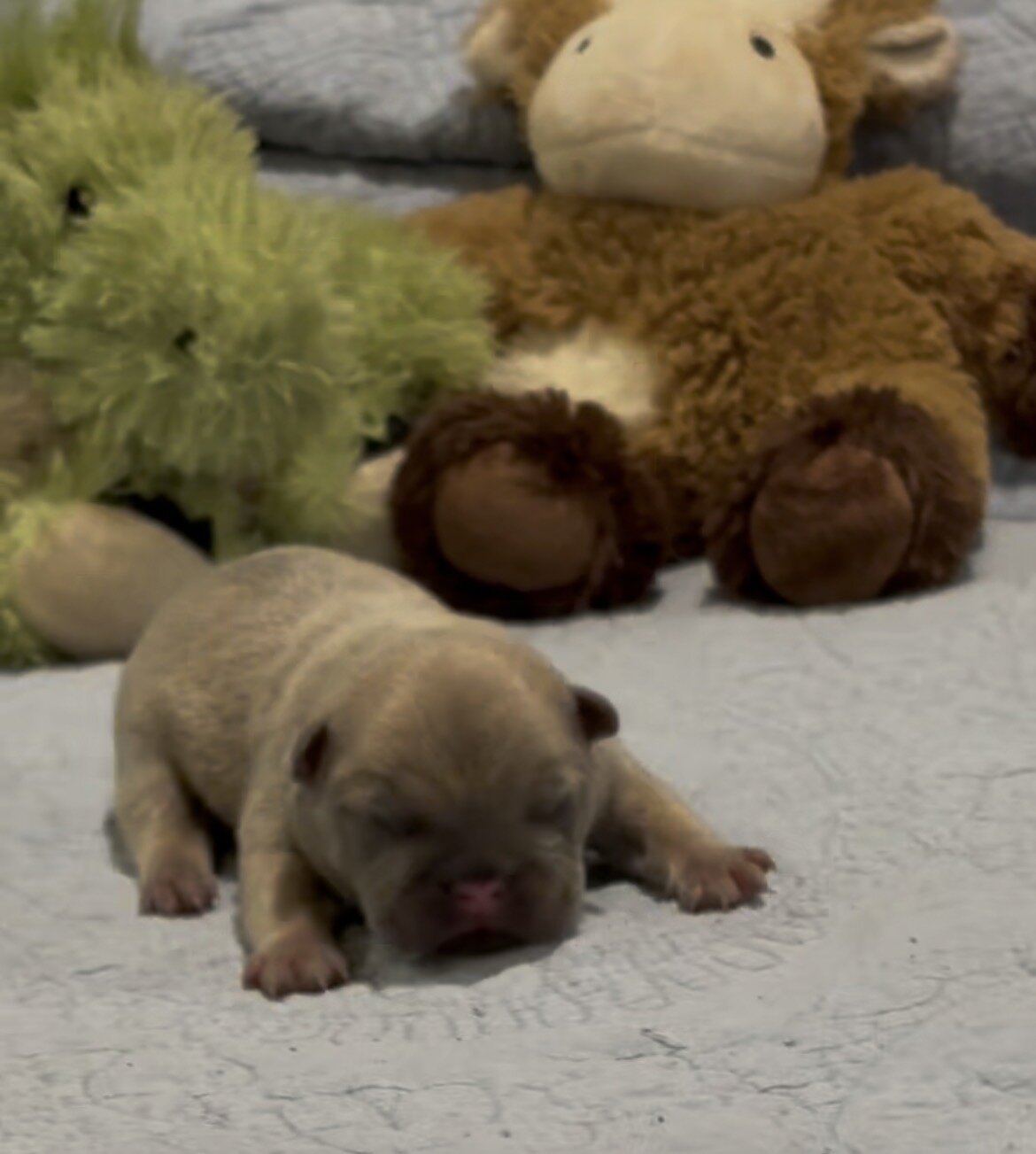 French Bulldog Puppies image 1