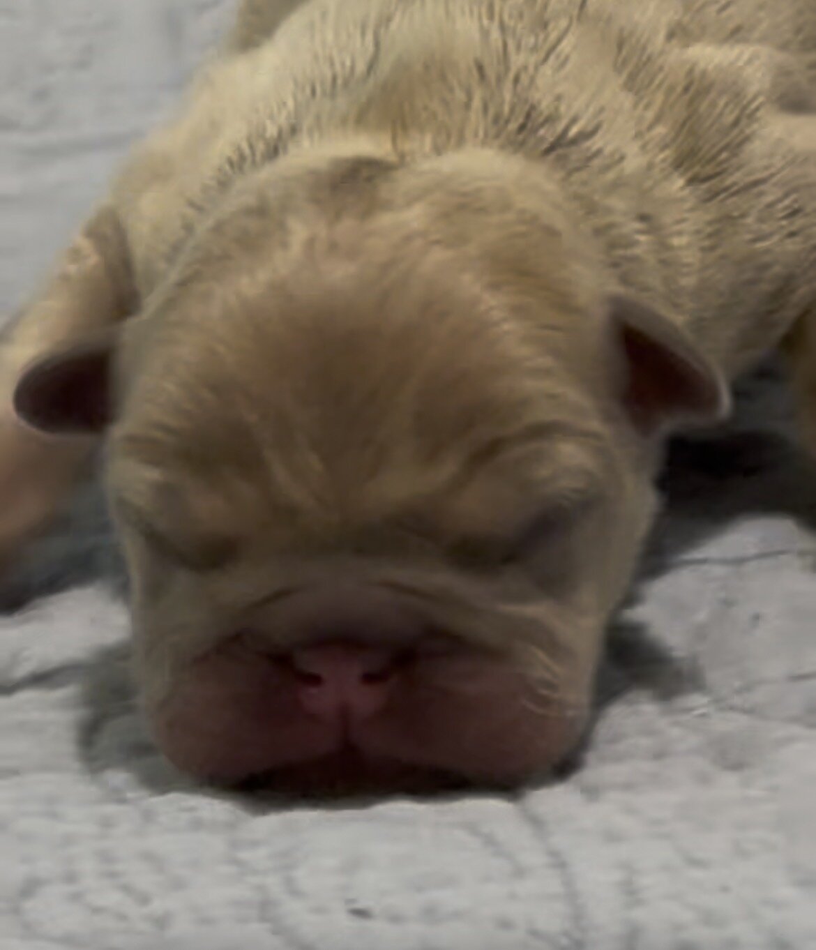 French Bulldog Puppies image 2