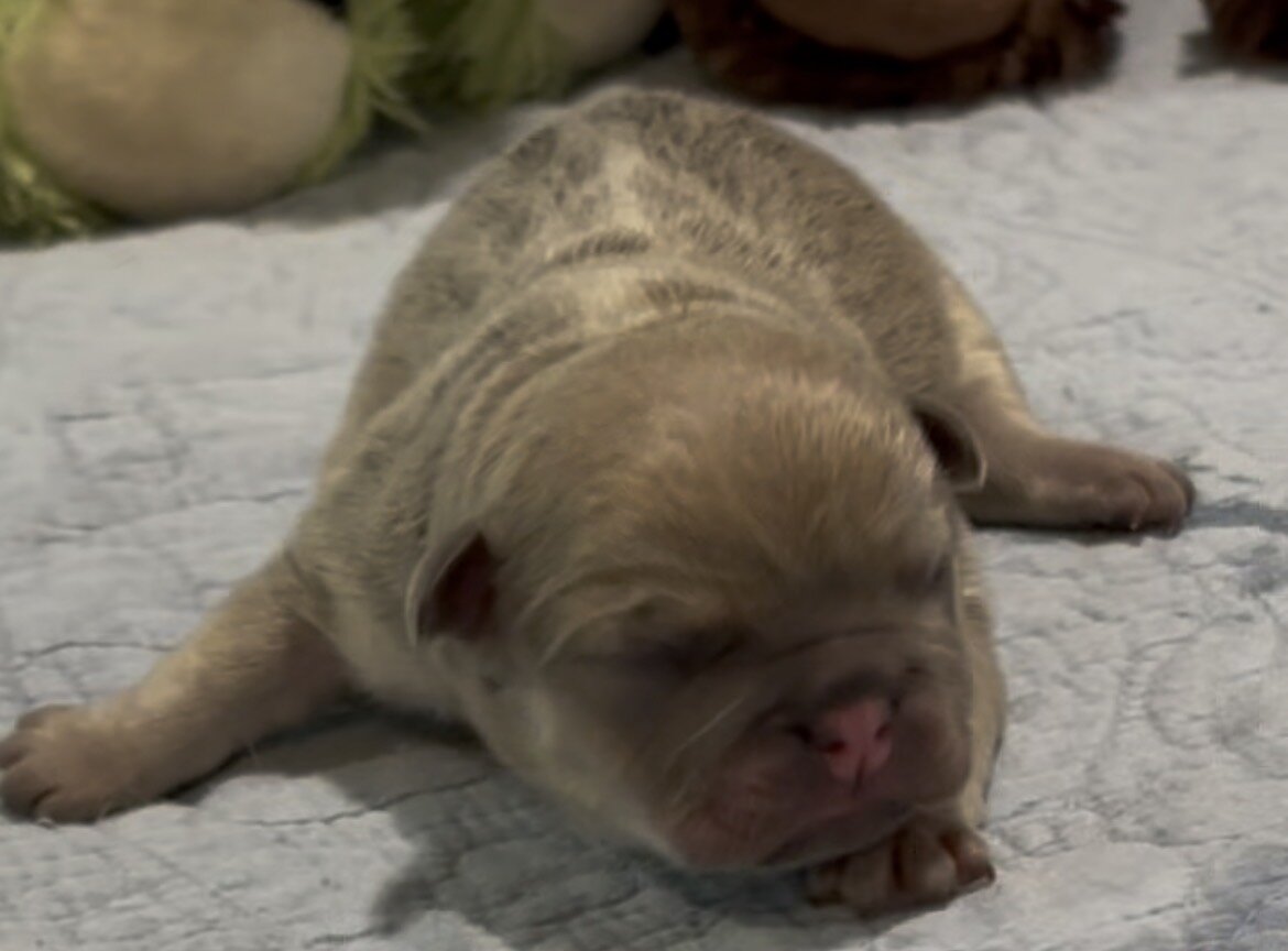 French Bulldog Puppies image 3